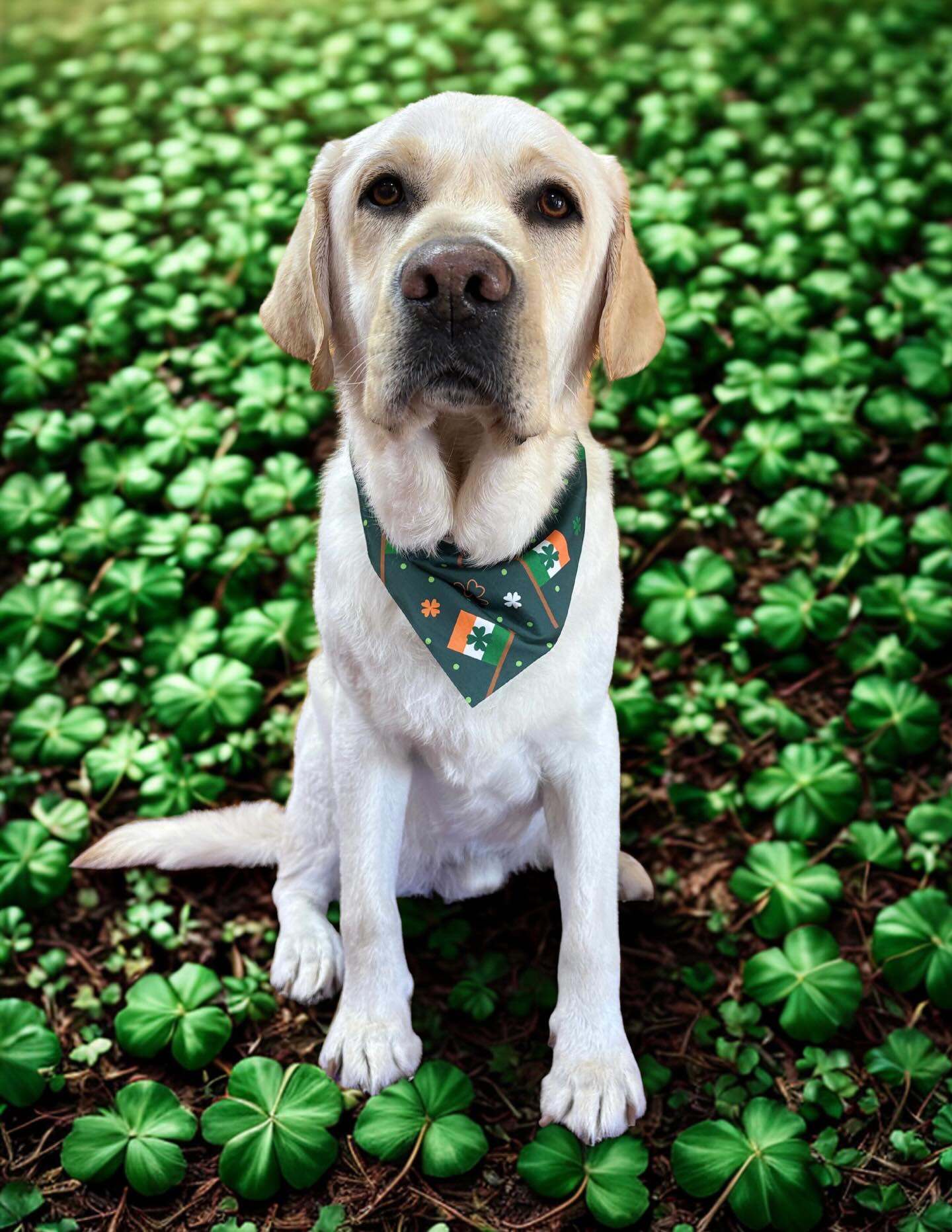 Solano's Ultimutt Grooming Vacaville