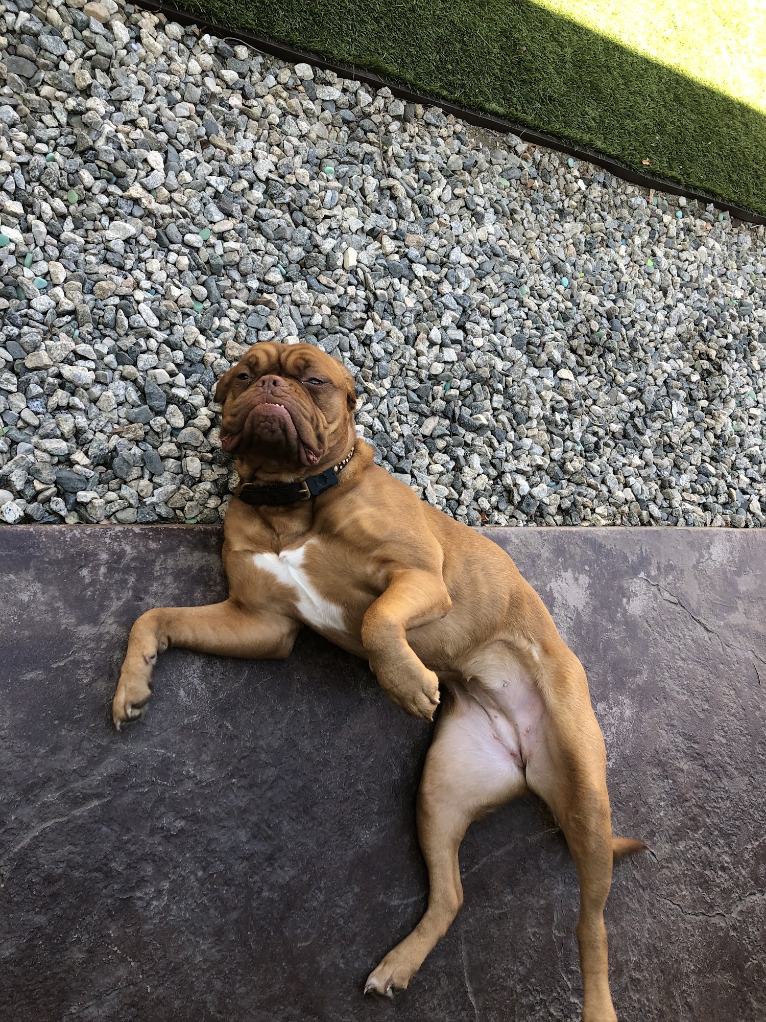 Fetch! Pet Care of Santa Clarita Valley Valencia