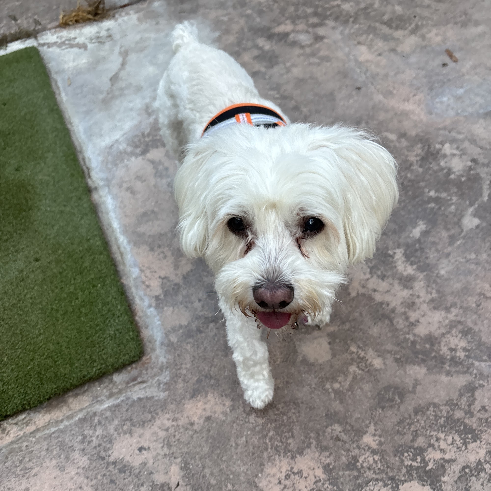 Fetch! Pet Care of Santa Clarita Valley Valencia