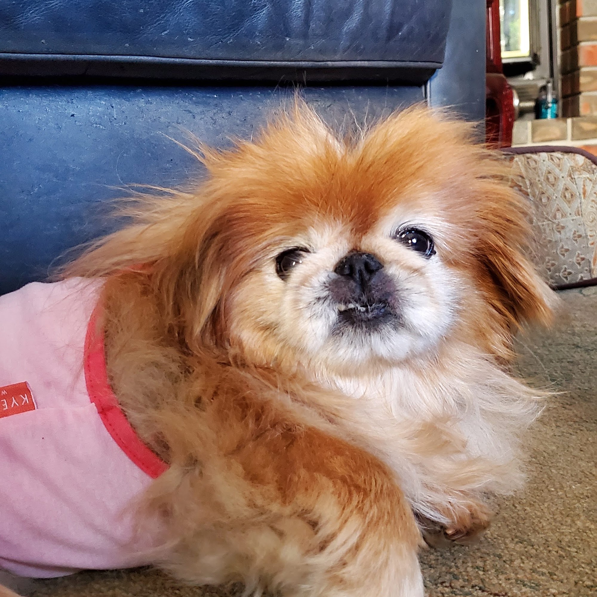 Springs Veterinary Clinic Vallejo