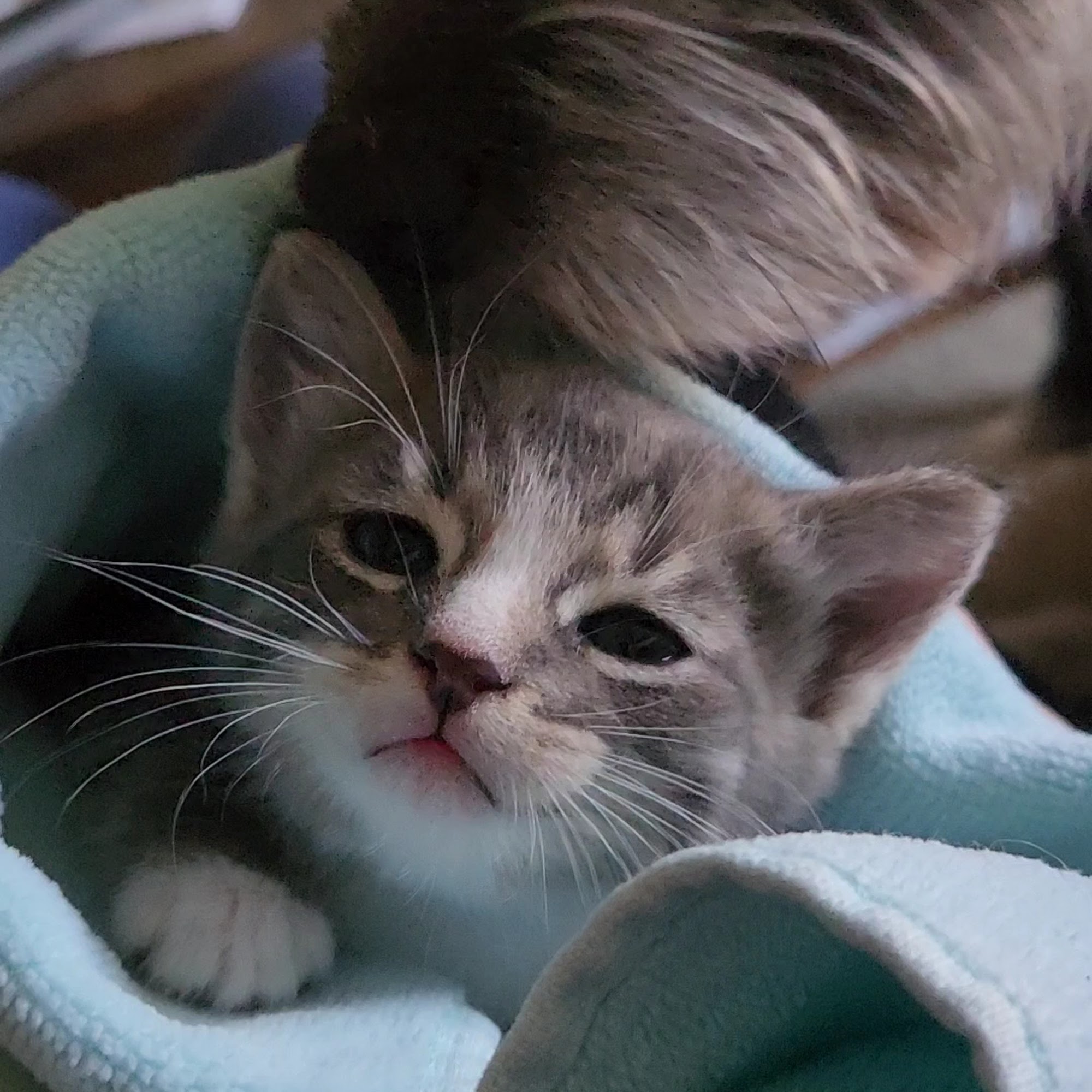 Broadway Pet Hospital Vallejo