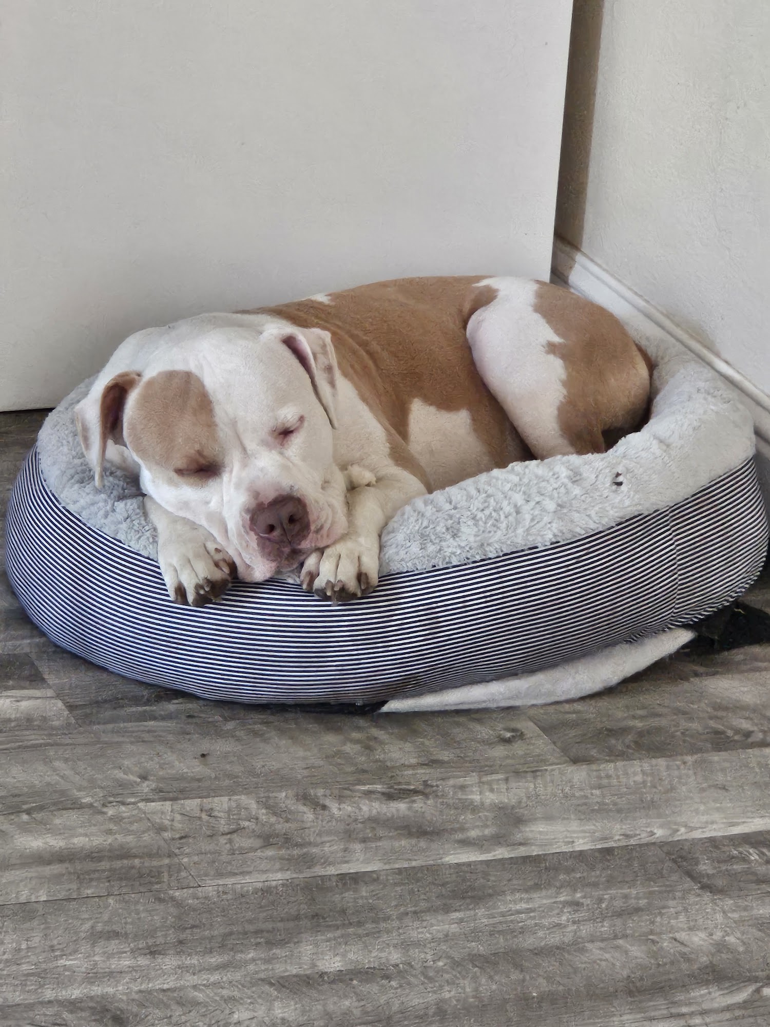 Humane Society of the North Bay Vallejo