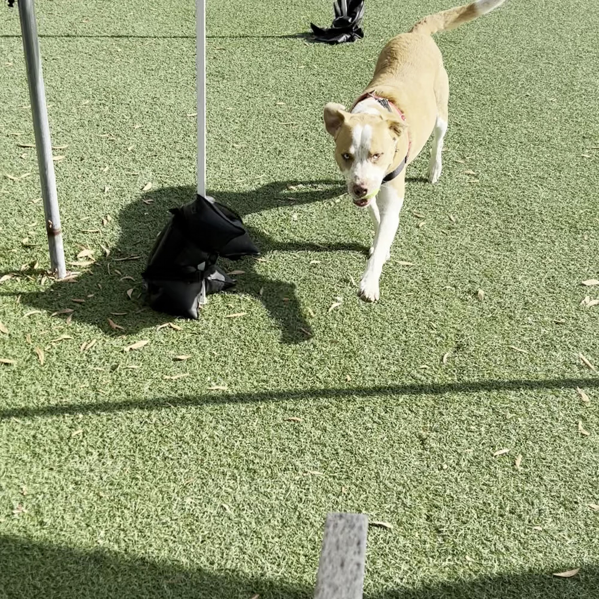 Humane Society of the North Bay Vallejo