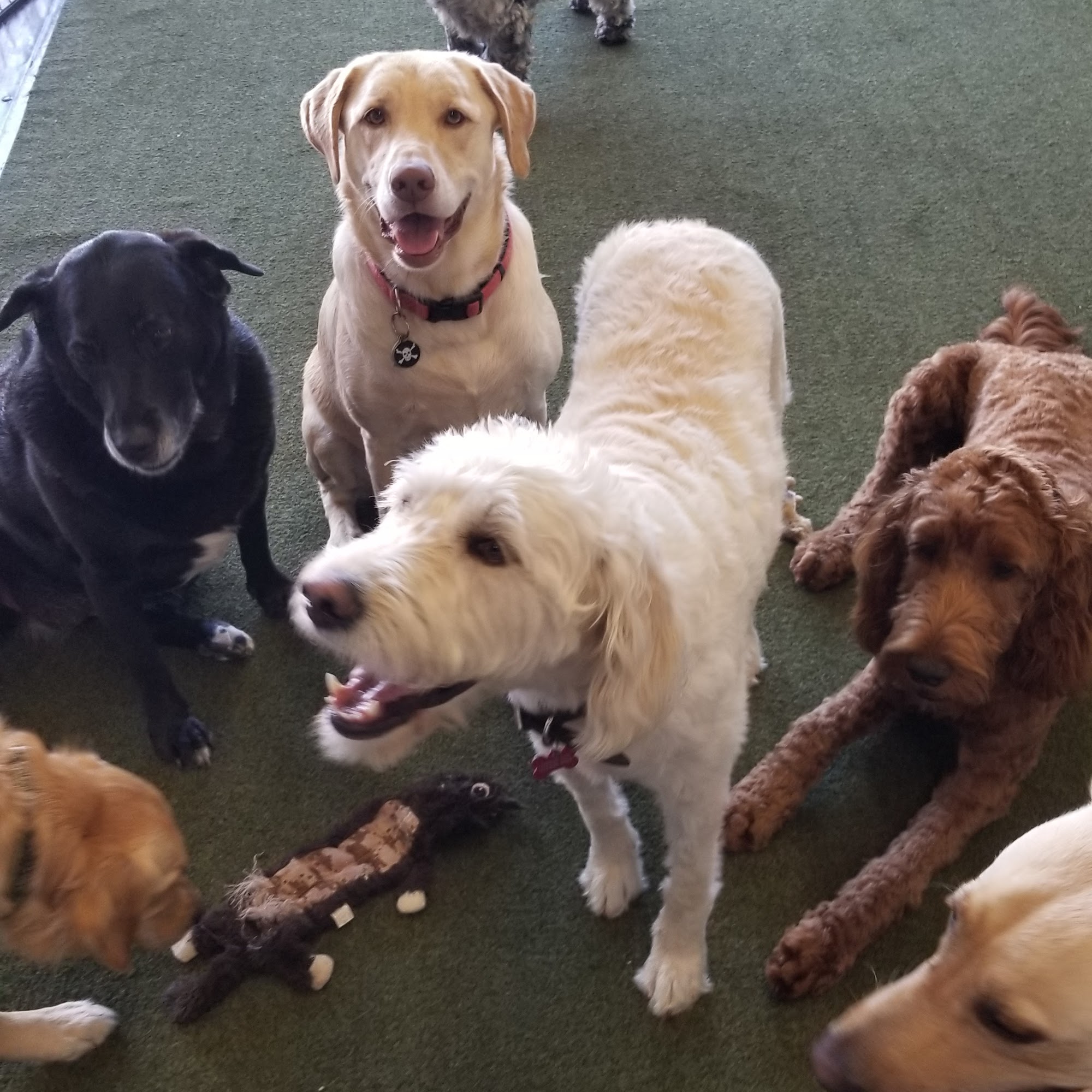 California Pampered Pooches Vallejo