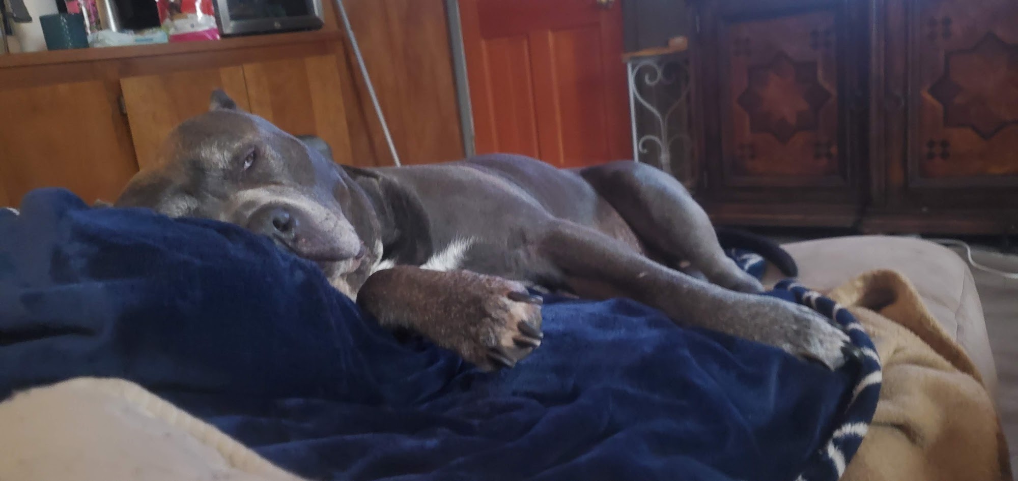 Napa Natural Dog Co. Vallejo