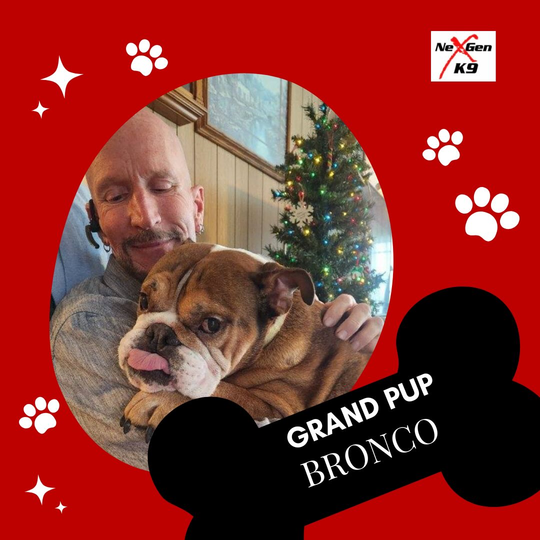 NexGen K9 Training Vallejo