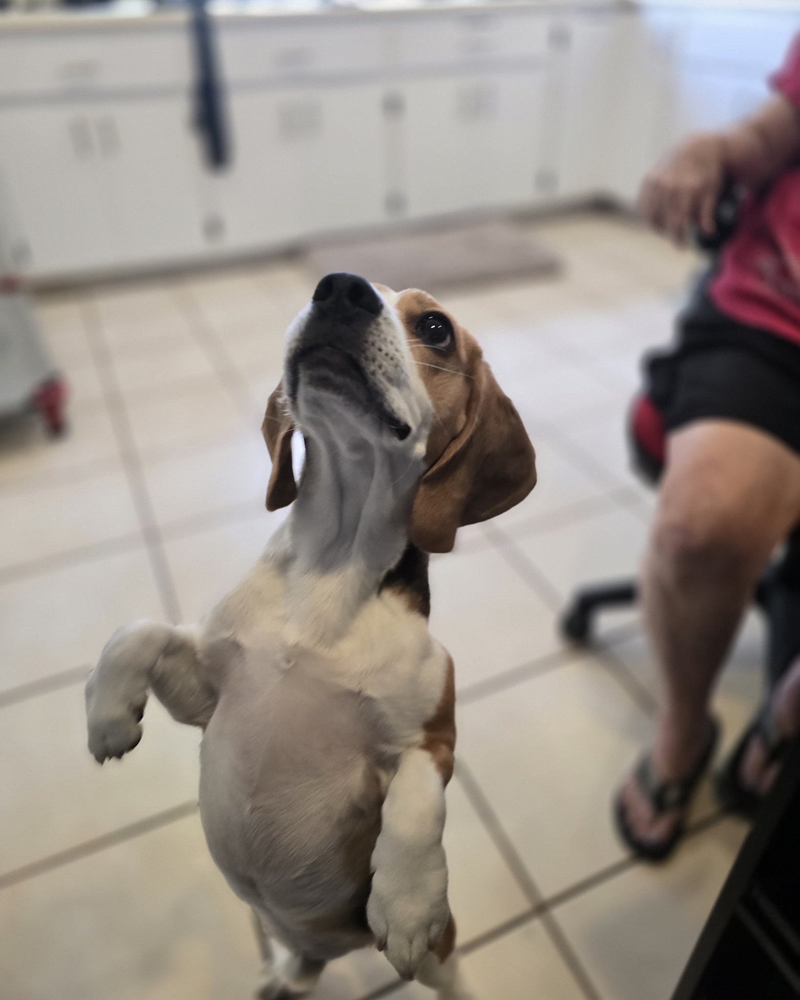 NexGen K9 Training Vallejo