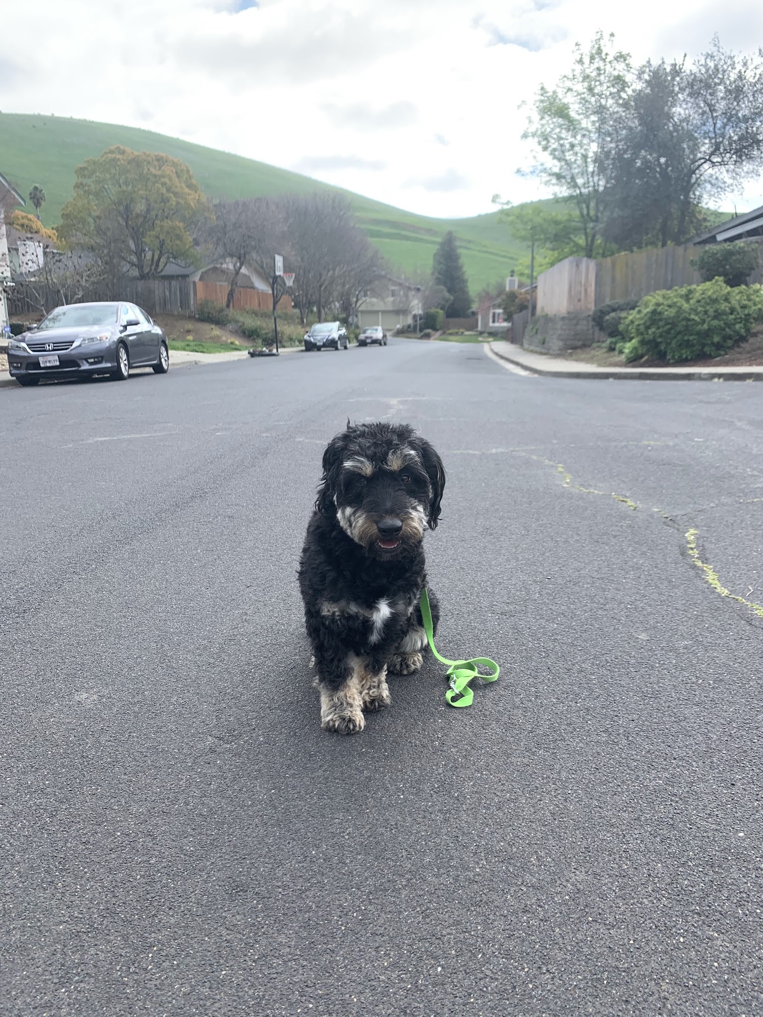 K9 Trails 4 Tails LLC Vallejo