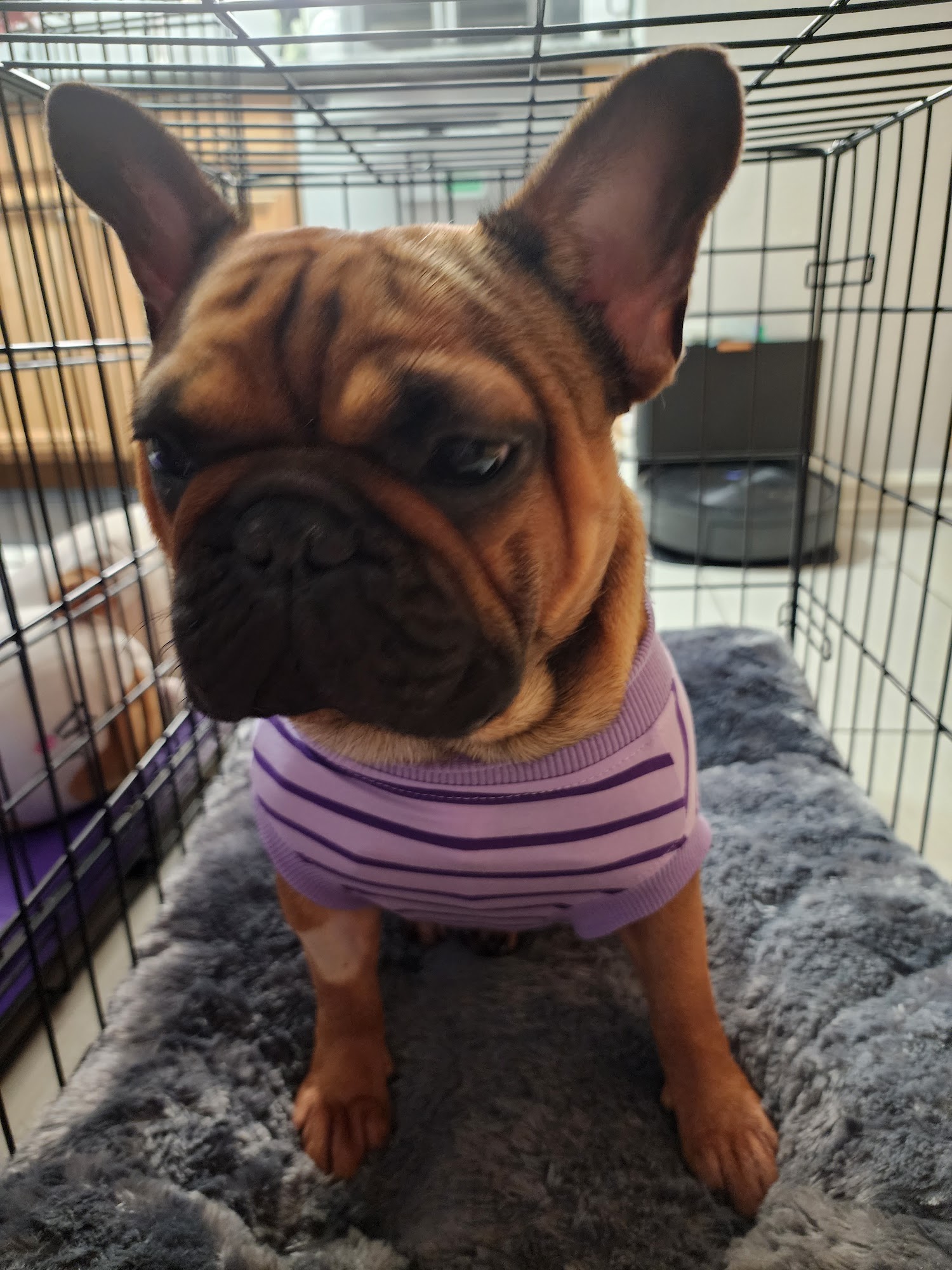 Valley Center Veterinary Clinic Valley Center