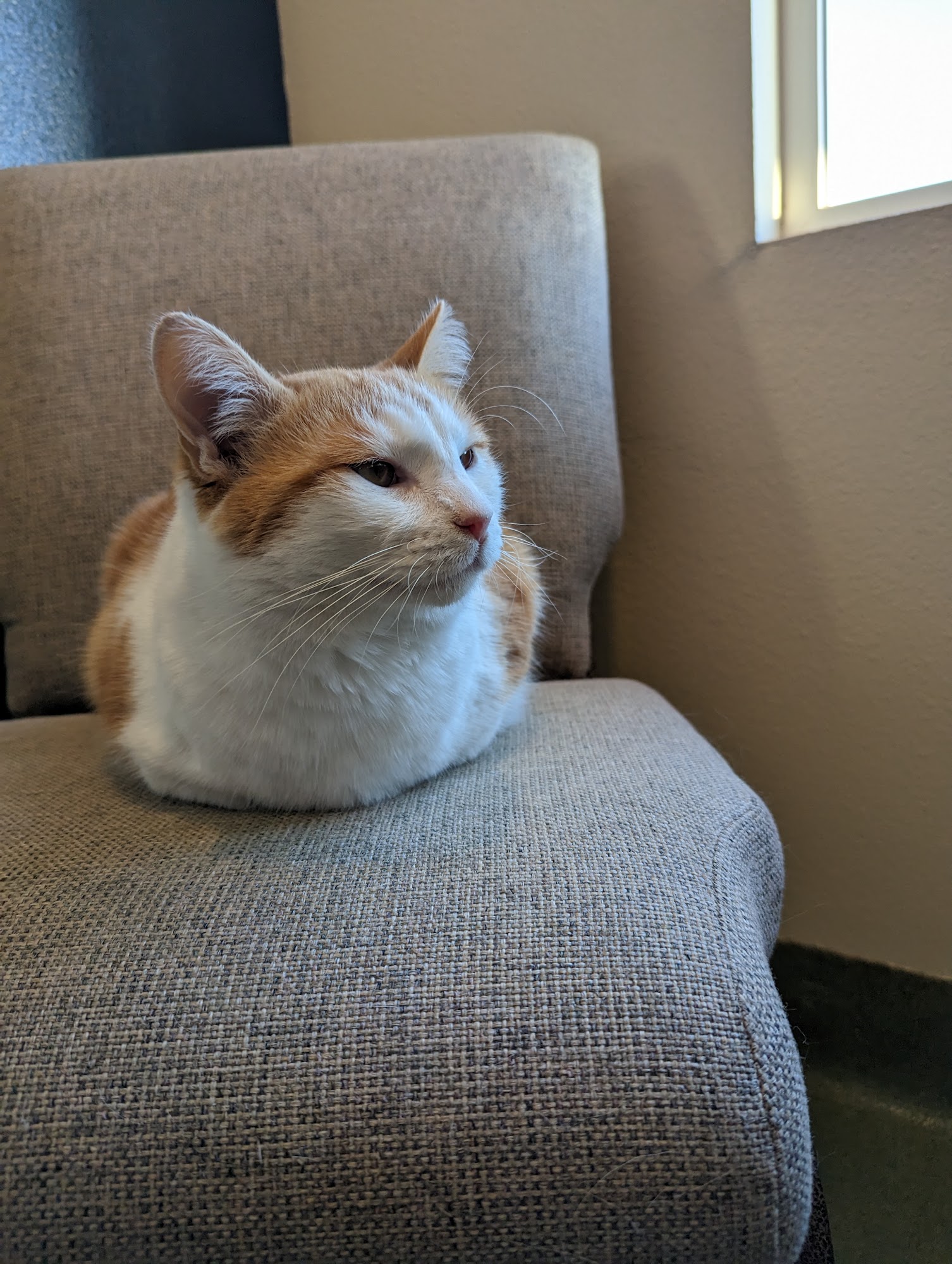 Countryside Veterinary Hospital Valley Center