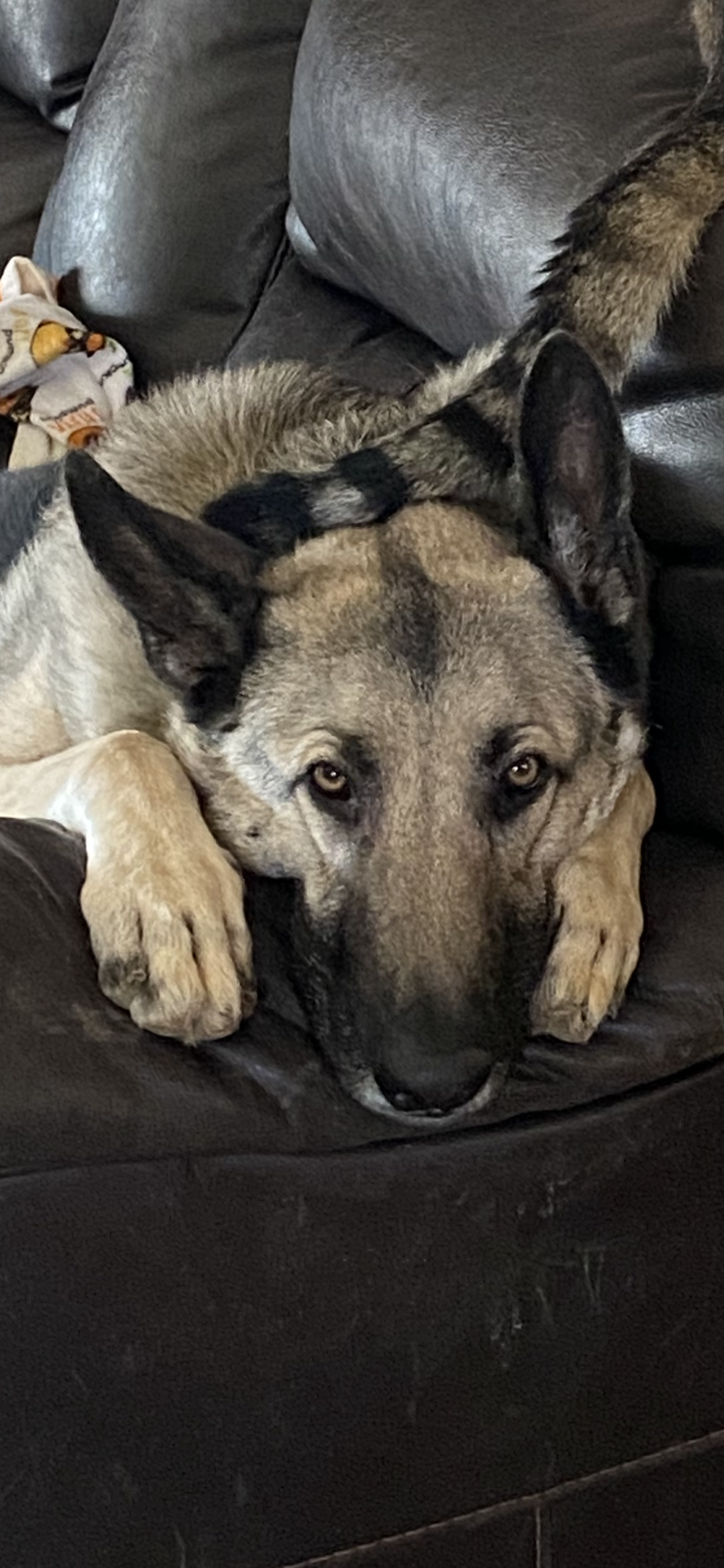 K9 Cleaners Valley Center