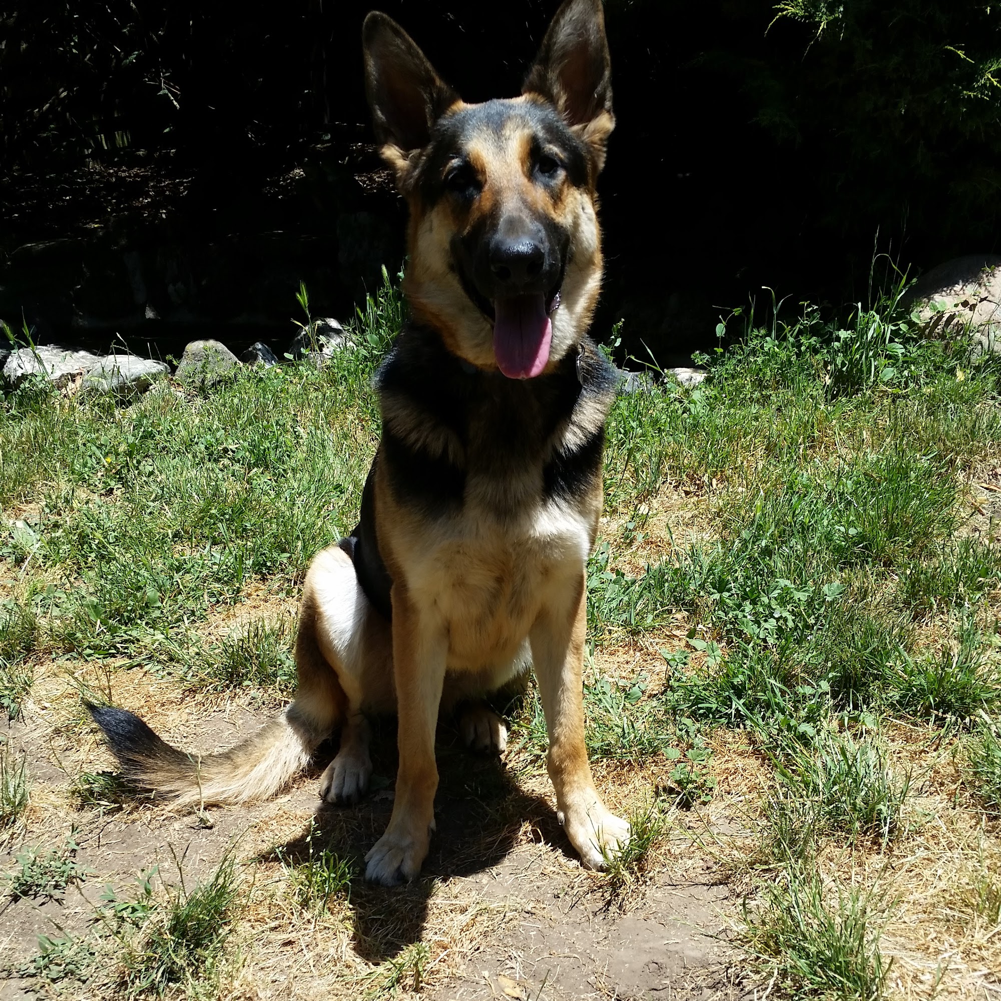 Grateful Pets Valley Ford