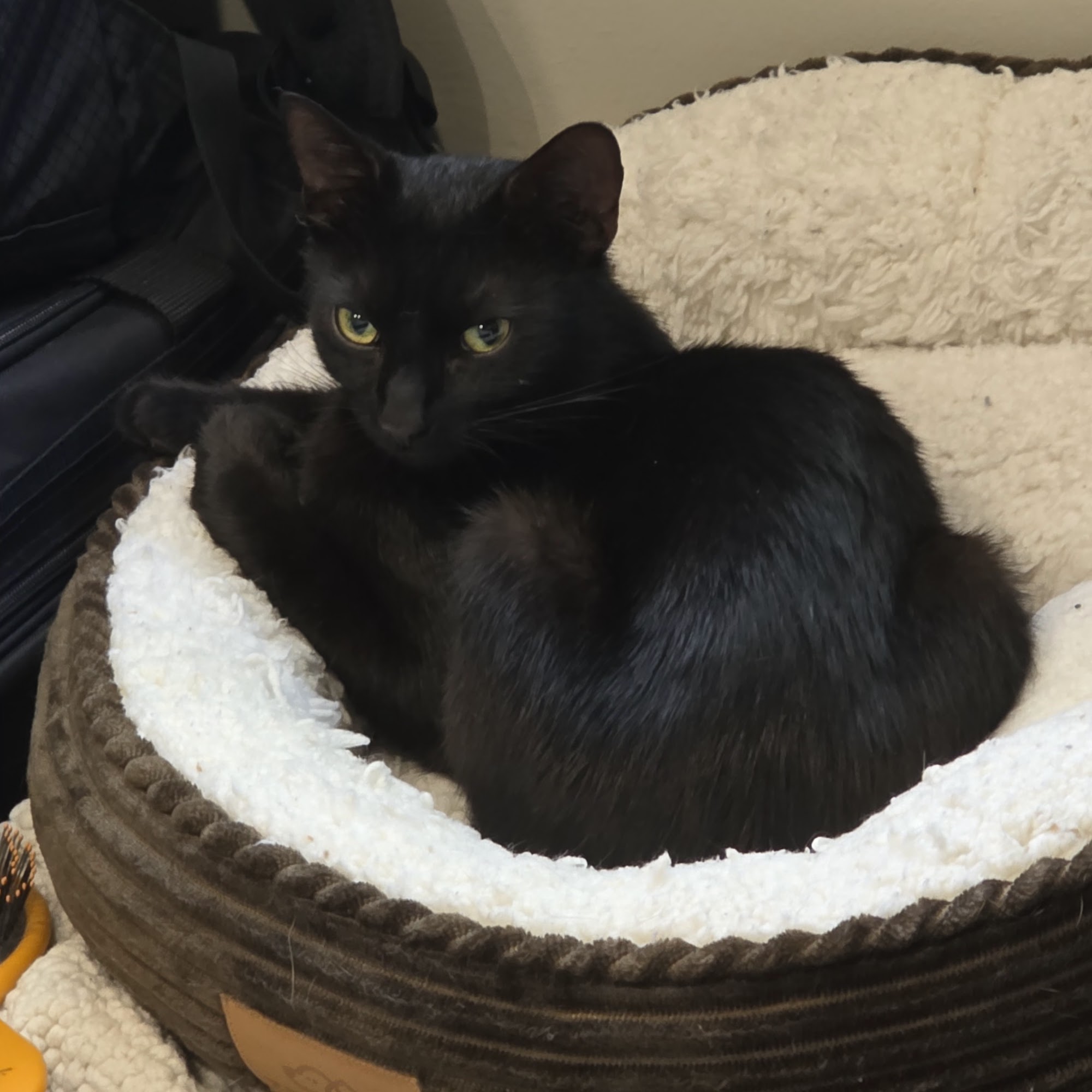 Holiday Humane Society Clinic Valley Glen