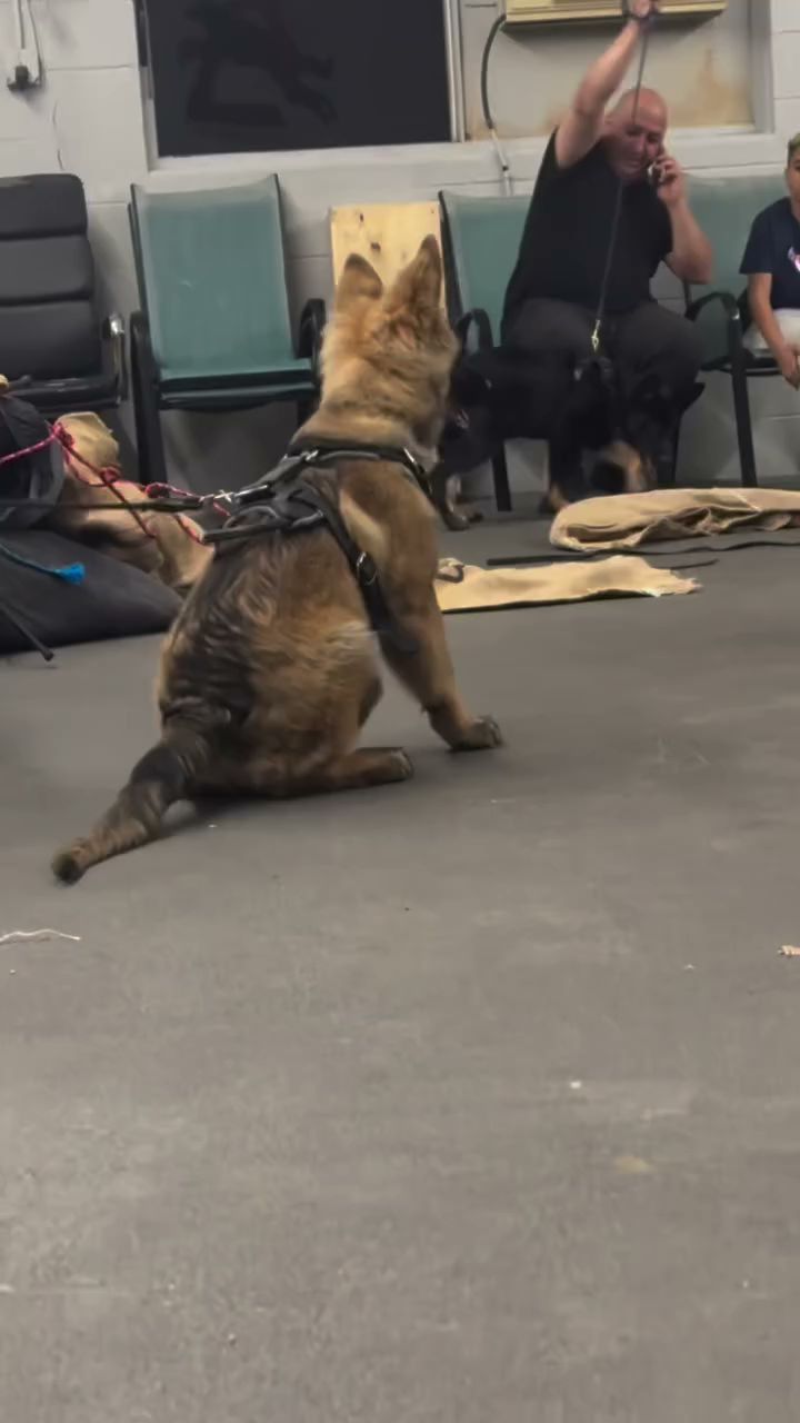 Delta K9 Academy Valley Glen