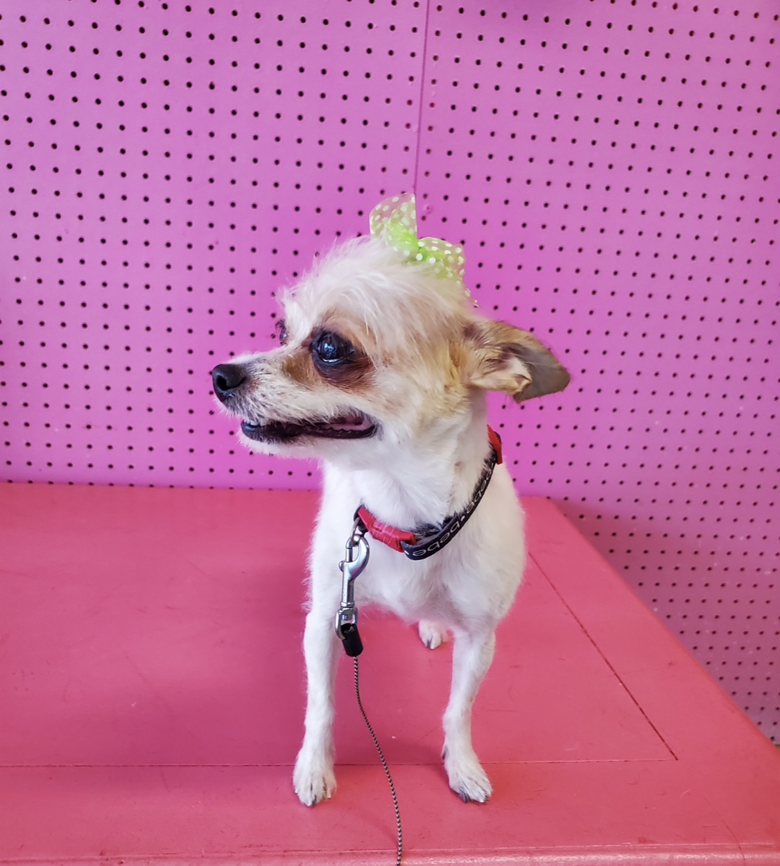 Happy Dogs Grooming Van Nuys