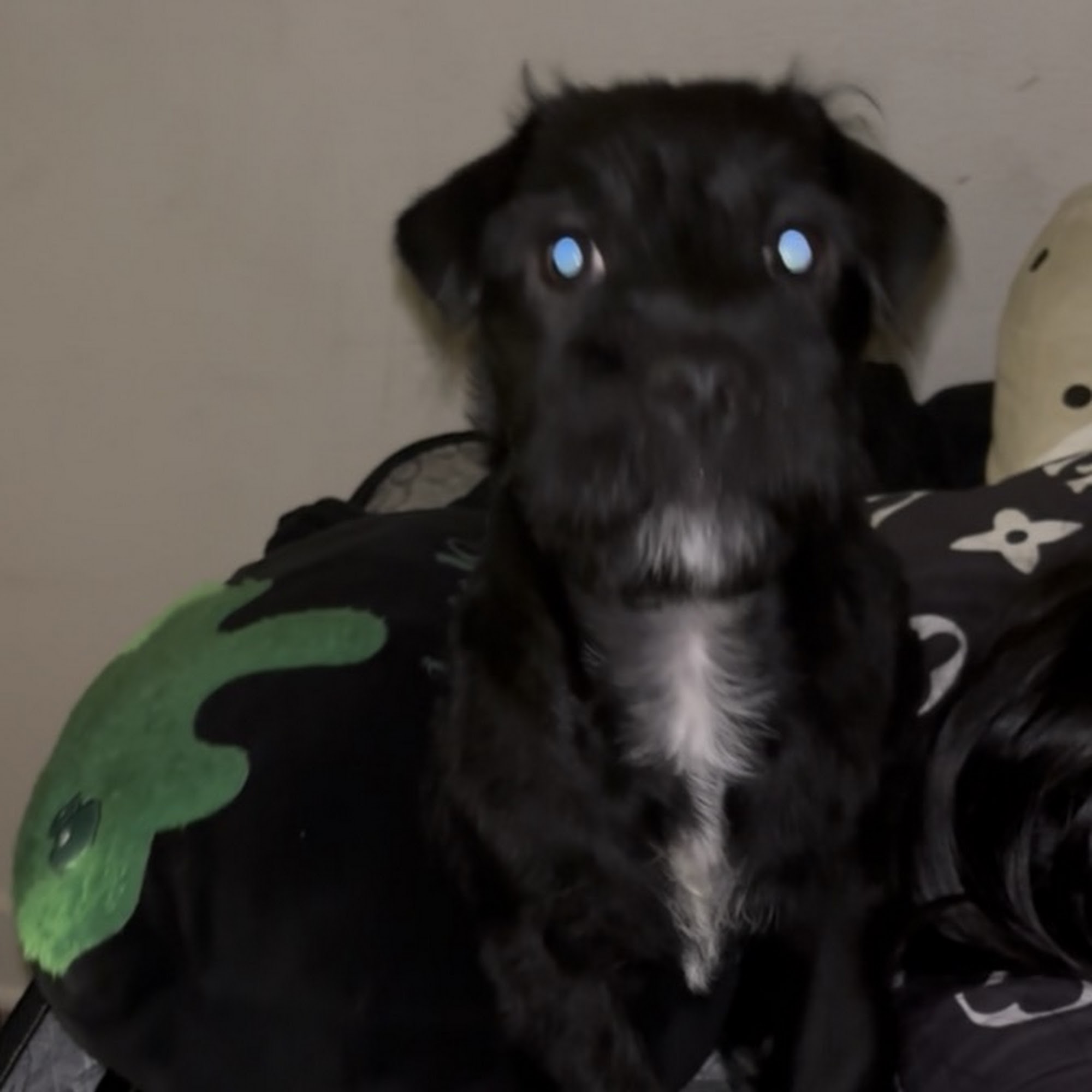 Mid Valley Veterinary Hospital Van Nuys