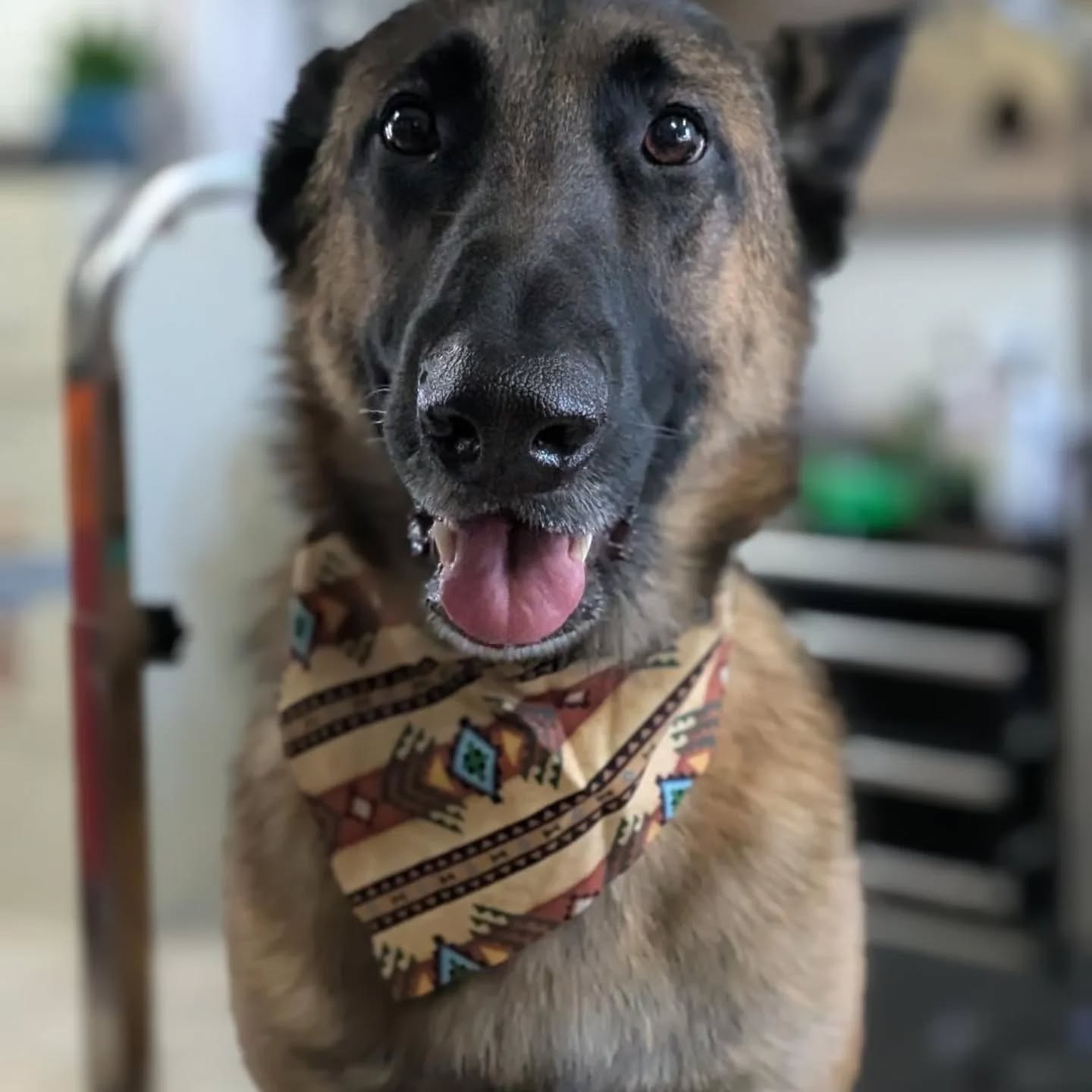 Roxy's Pooch Parlour Van Nuys