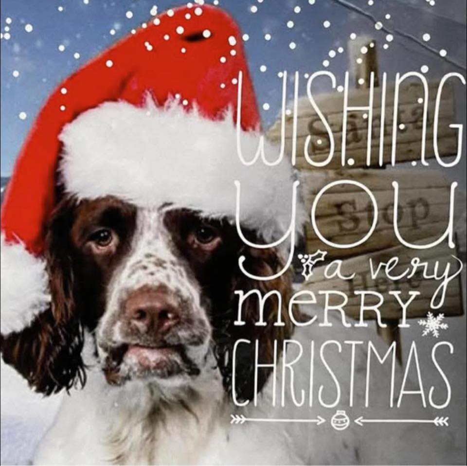 Benji’s Dog Grooming Van Nuys