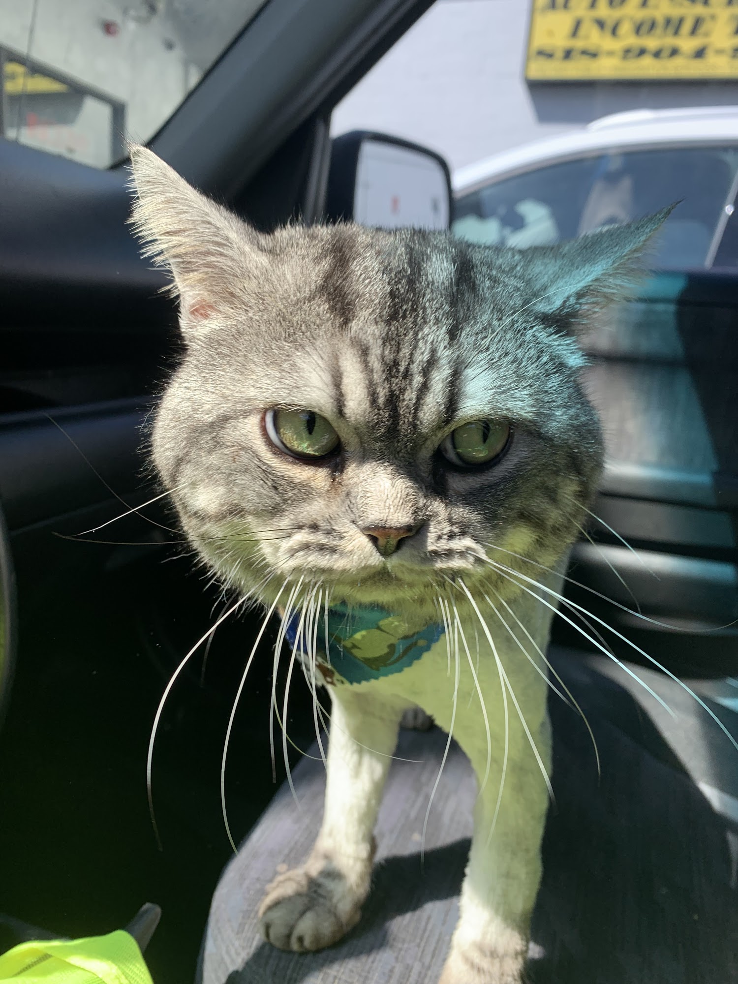 Happiness Grooming Van Nuys