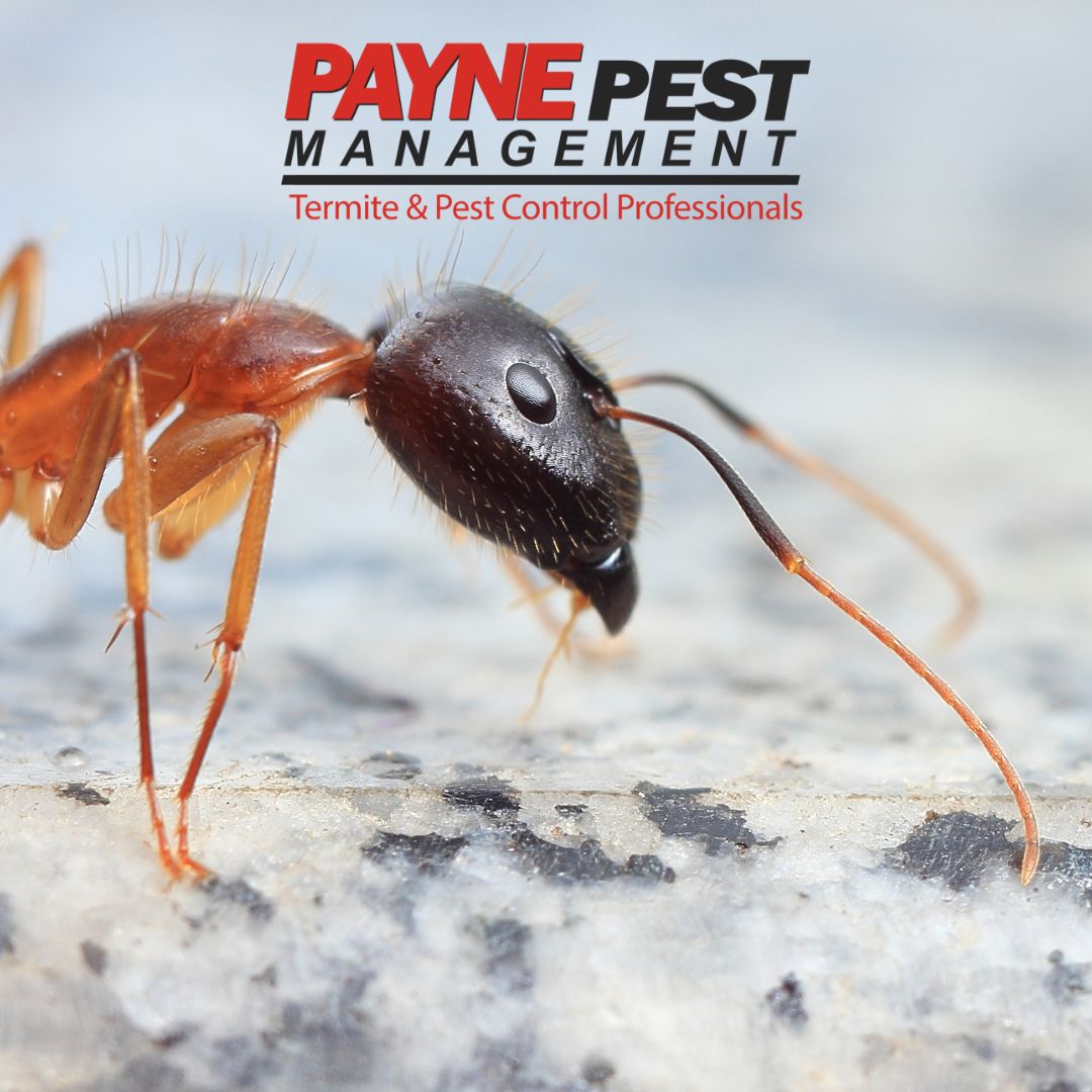 Payne Pest Management Inc