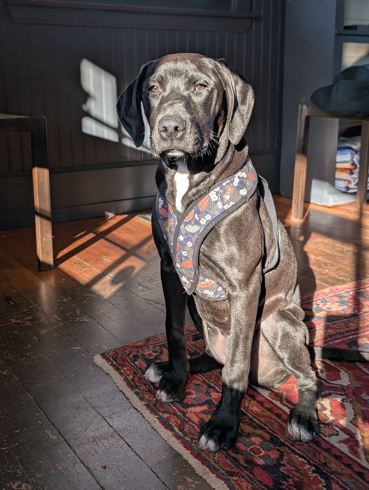 Pups Without Borders Van Nuys