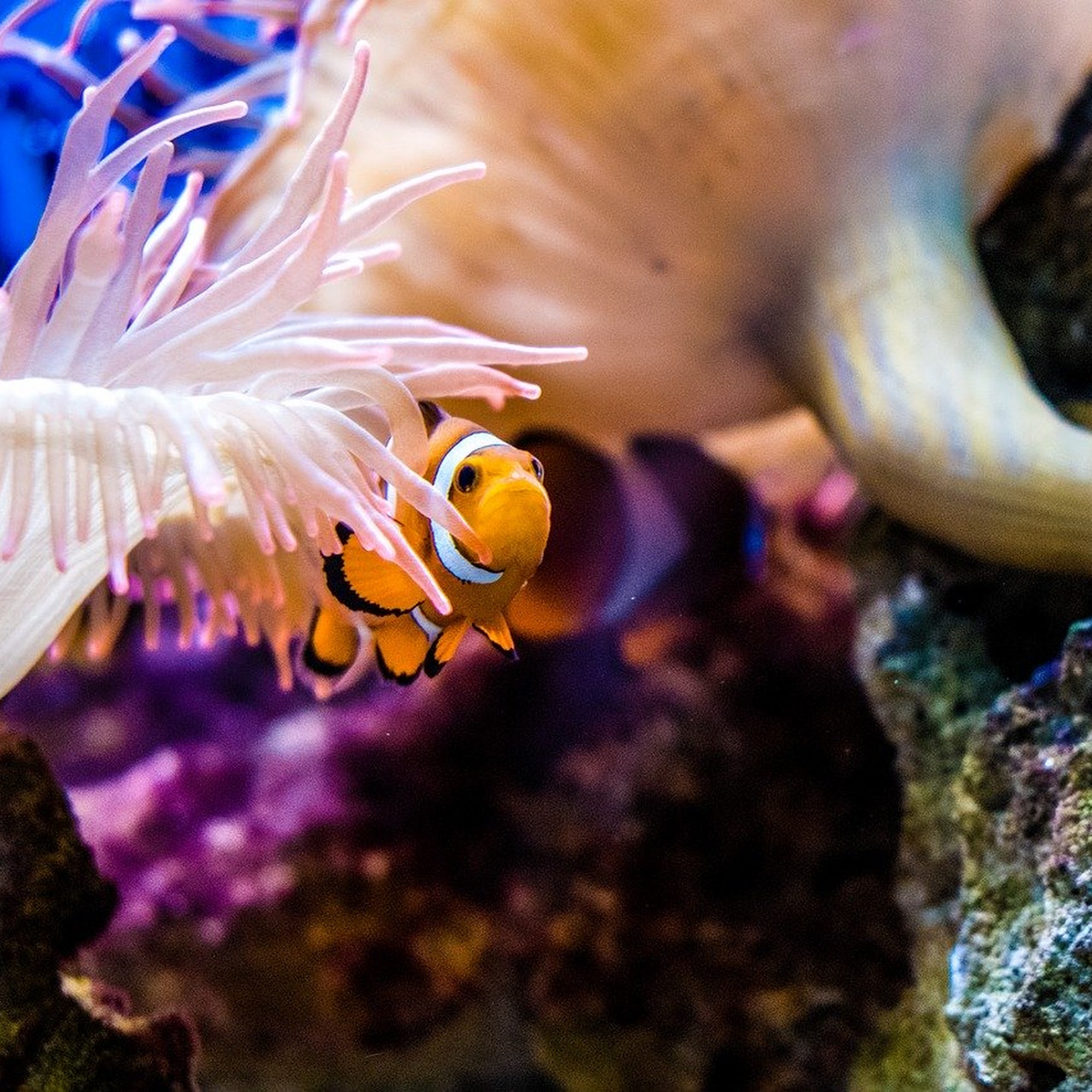 Reef Creations Van Nuys