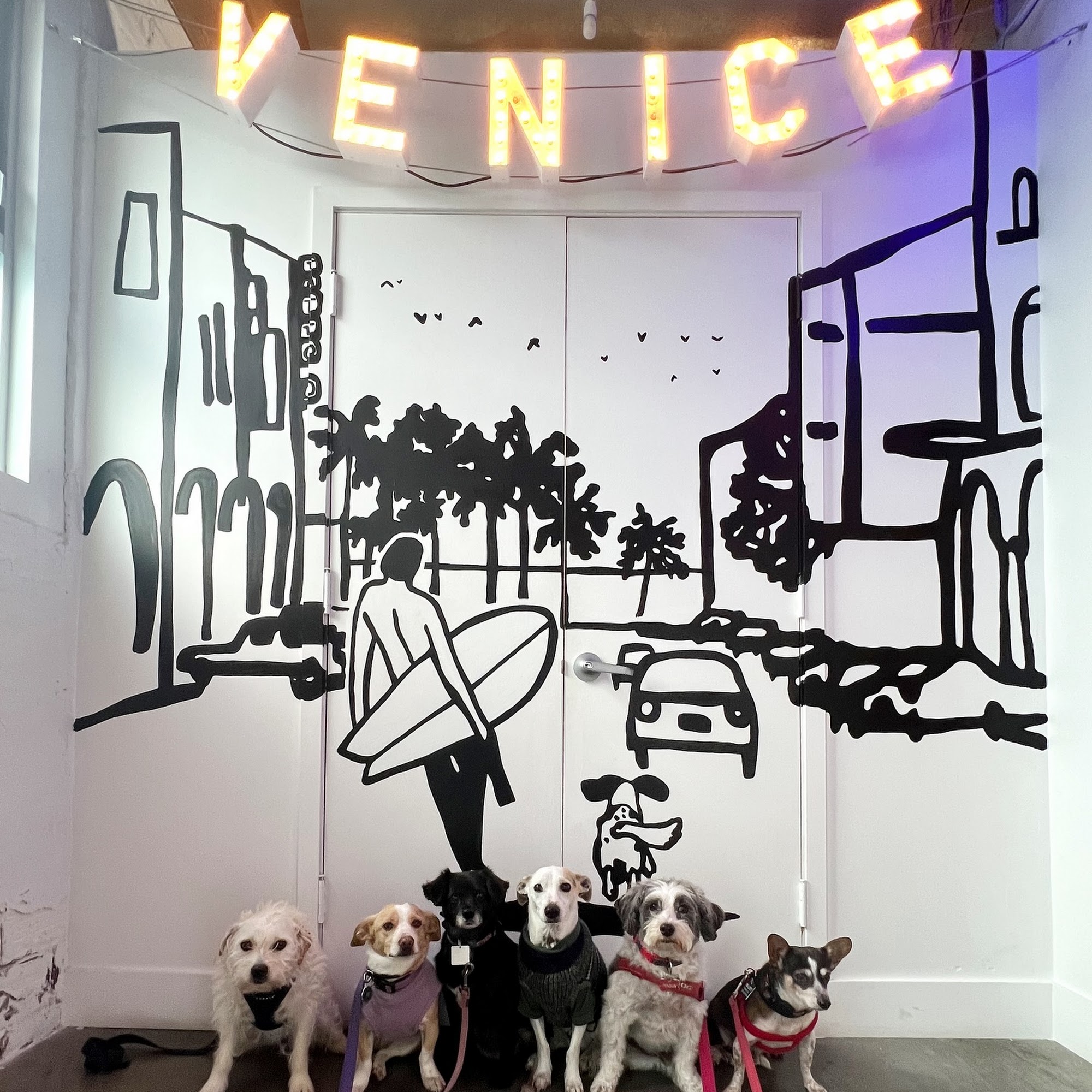 Green Dog Dental and Veterinary Center Venice