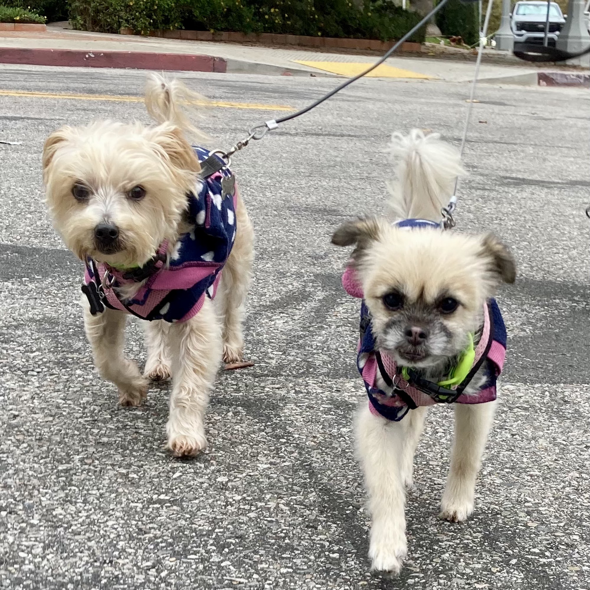 Venice Dog Boarding - The Next Best Thing to Home Sweet Home Venice