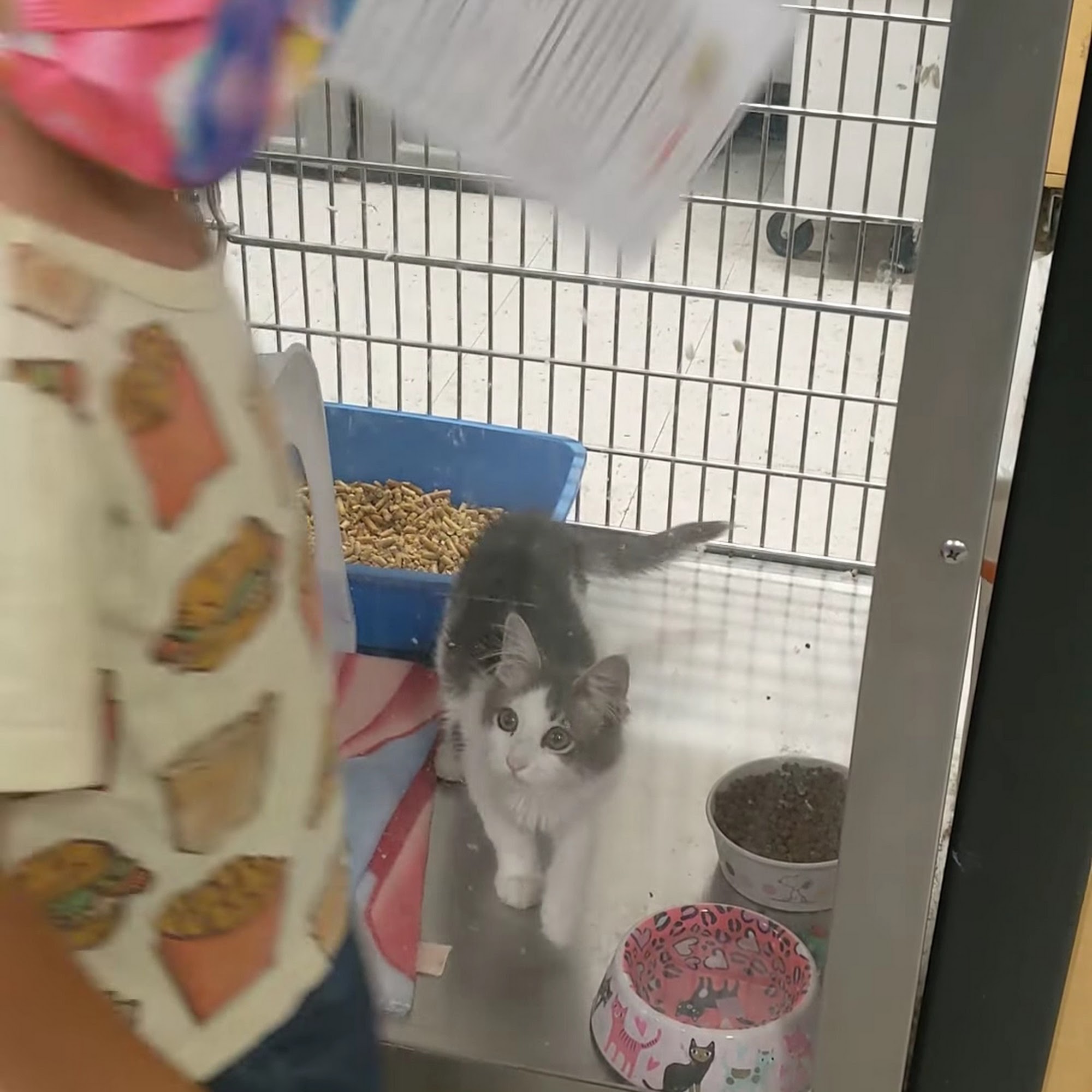PetSmart Ventura