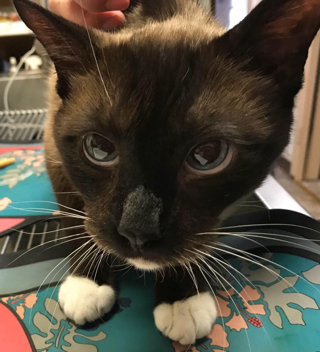 Moore Veterinary Care Ventura