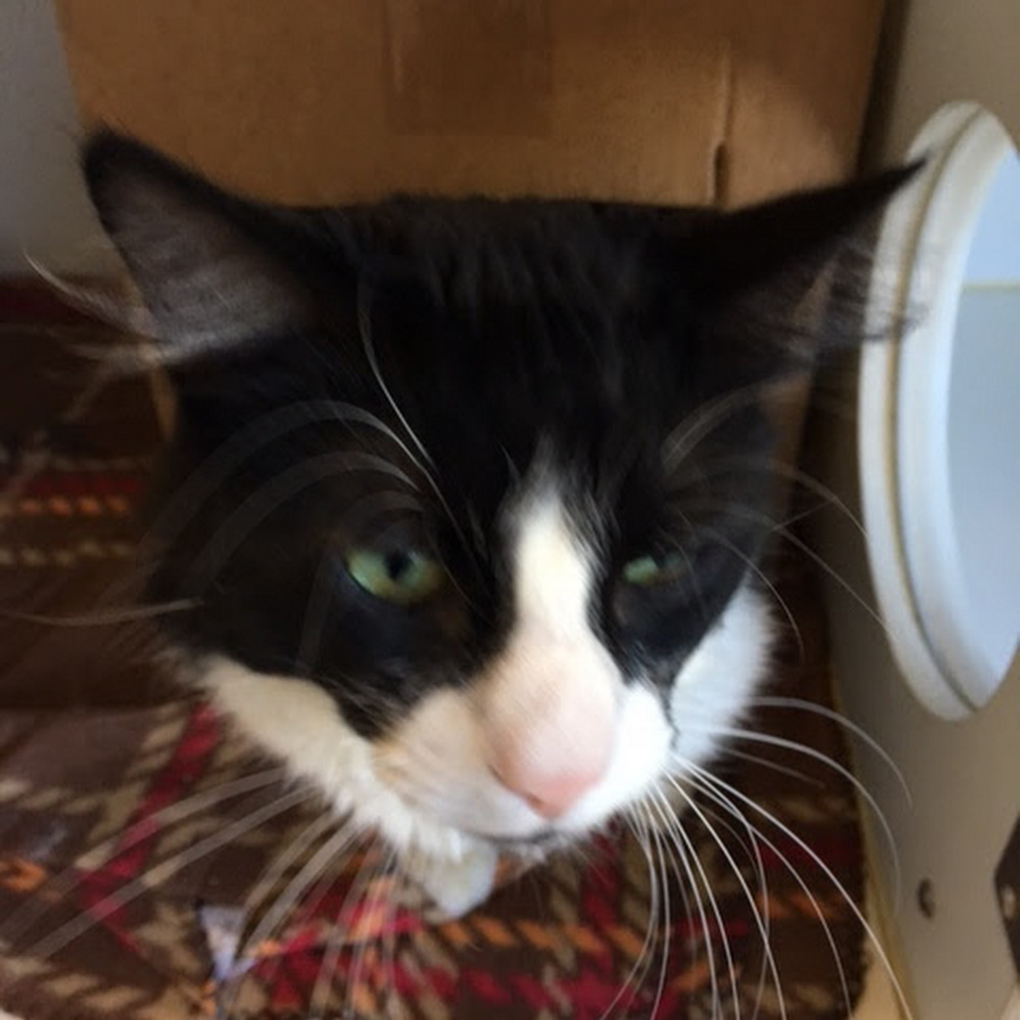 The Cat Doctor Ventura