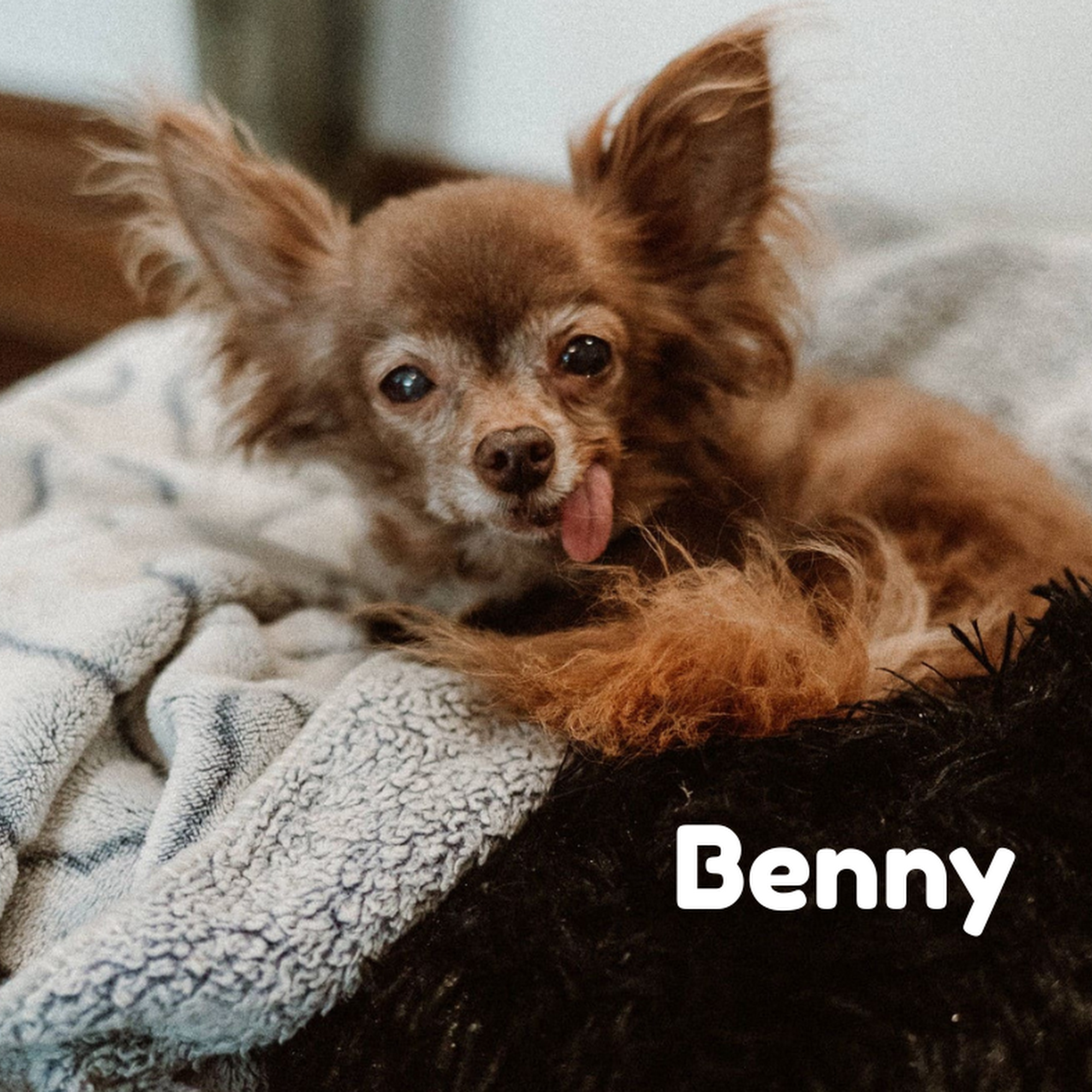 Dr. Lorraine Watson Ventura