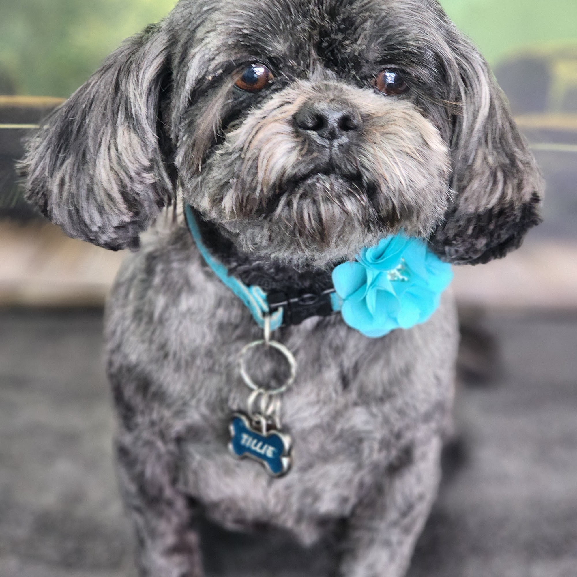 Vickie's Pampered Pet Ventura