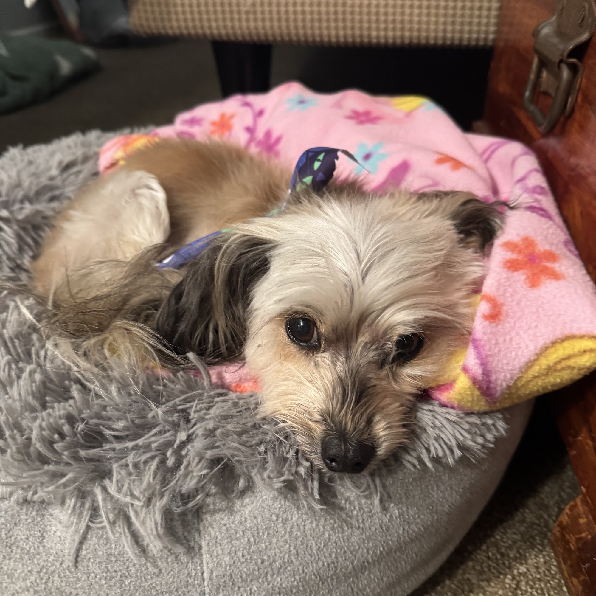 Dee Dee's Dog Spot Ventura