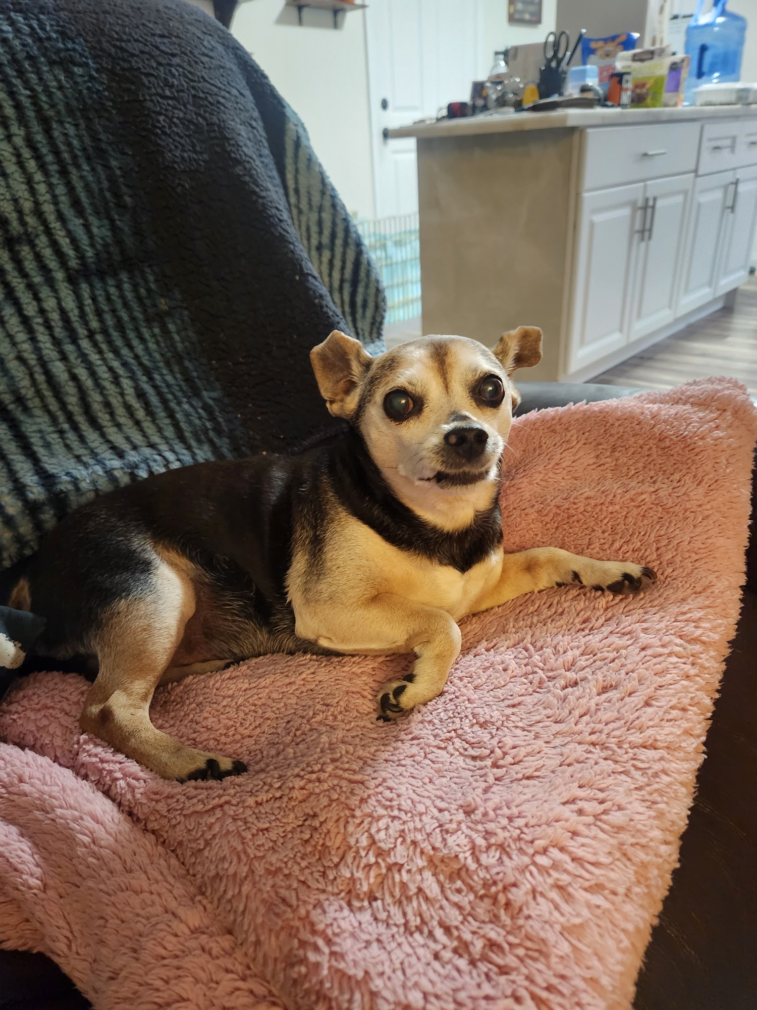 Dee Dee's Dog Spot Ventura