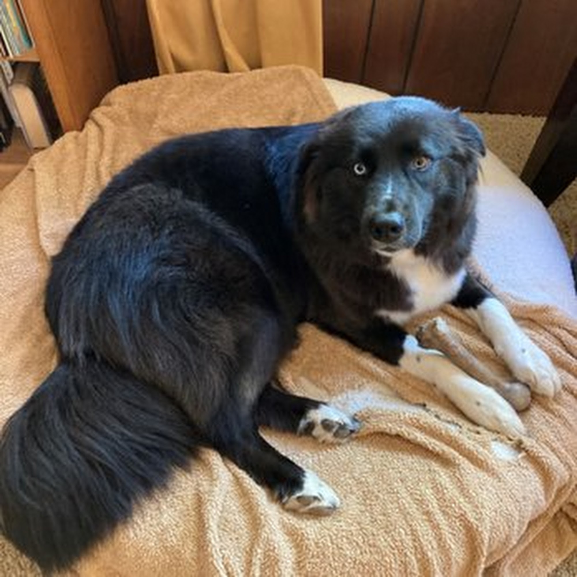 Aloha Dog Grooming Ventura