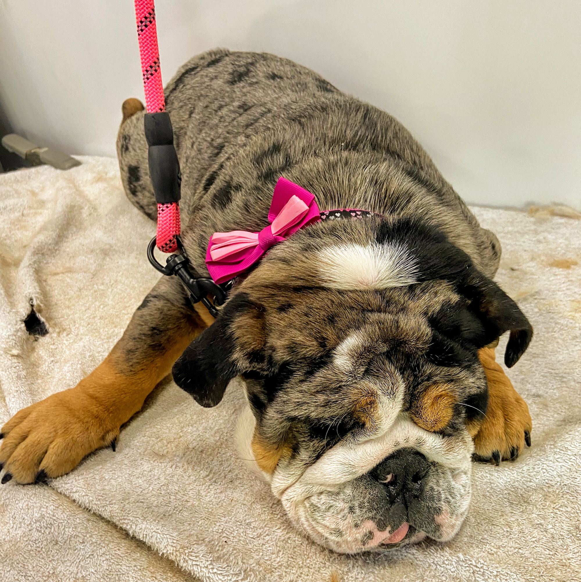 Al's At Your Door Mobile Grooming Ventura