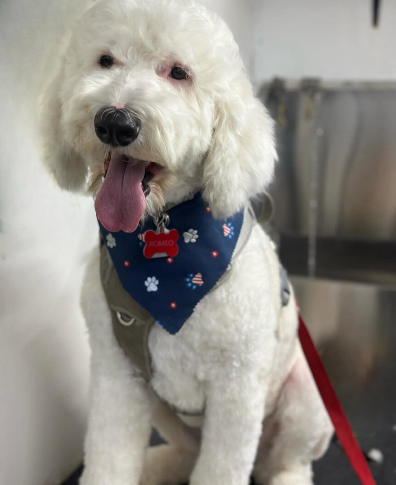 The Pet Stop Ventura