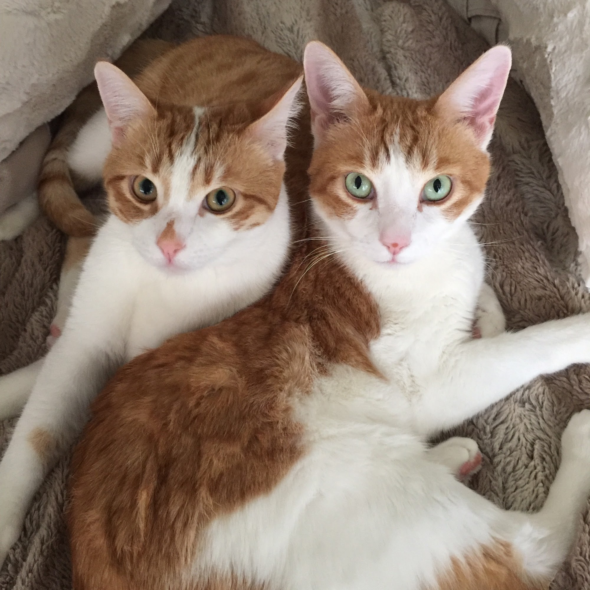 Animal Emergency Clinic Victorville