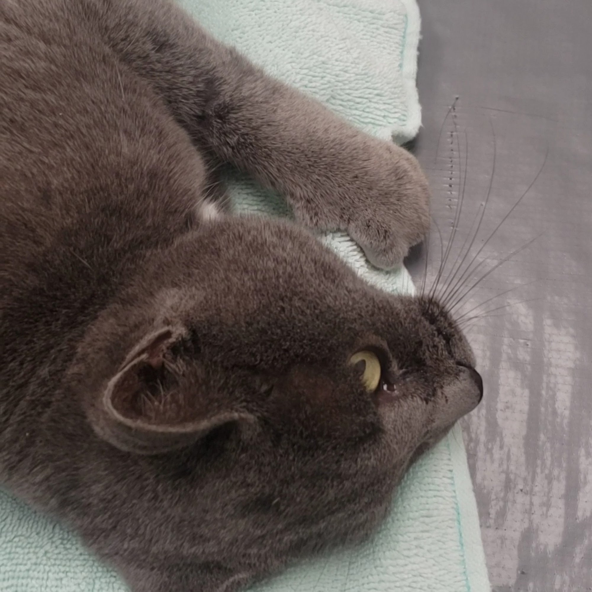 Care Veterinary Clinic Visalia