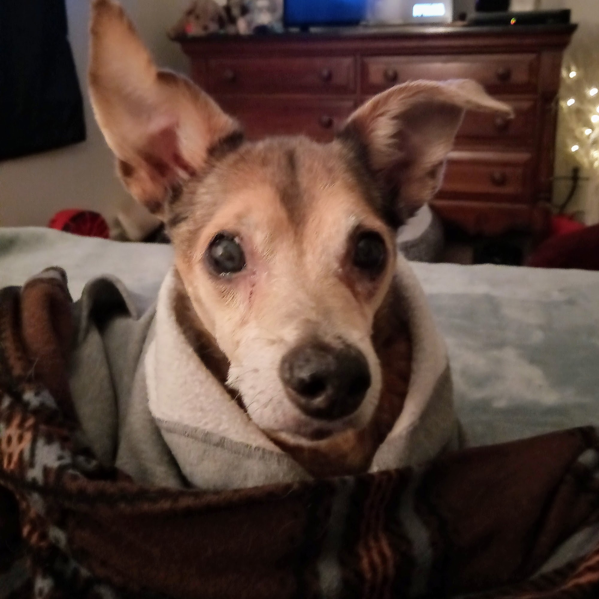 Companion Animal Medical Center Visalia