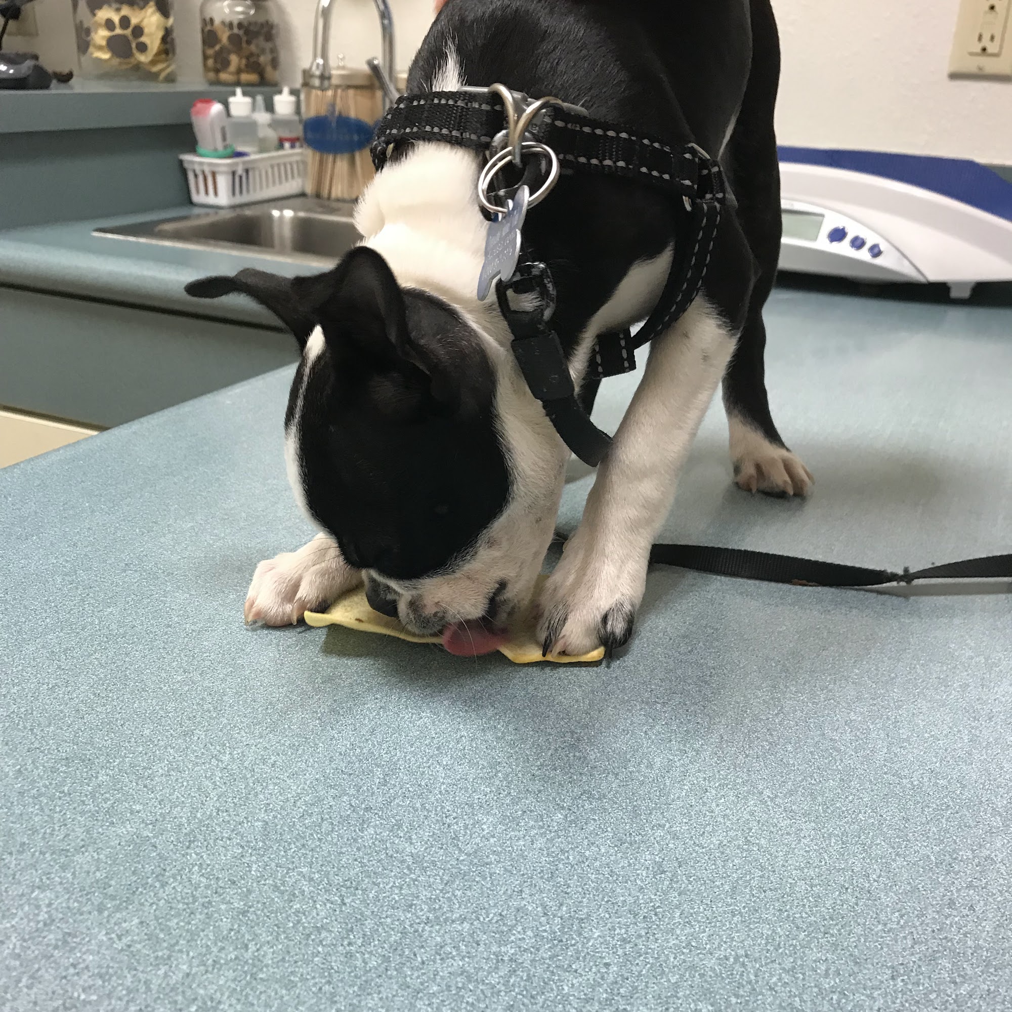 Valley Oak SPCA Spay Clinic Visalia