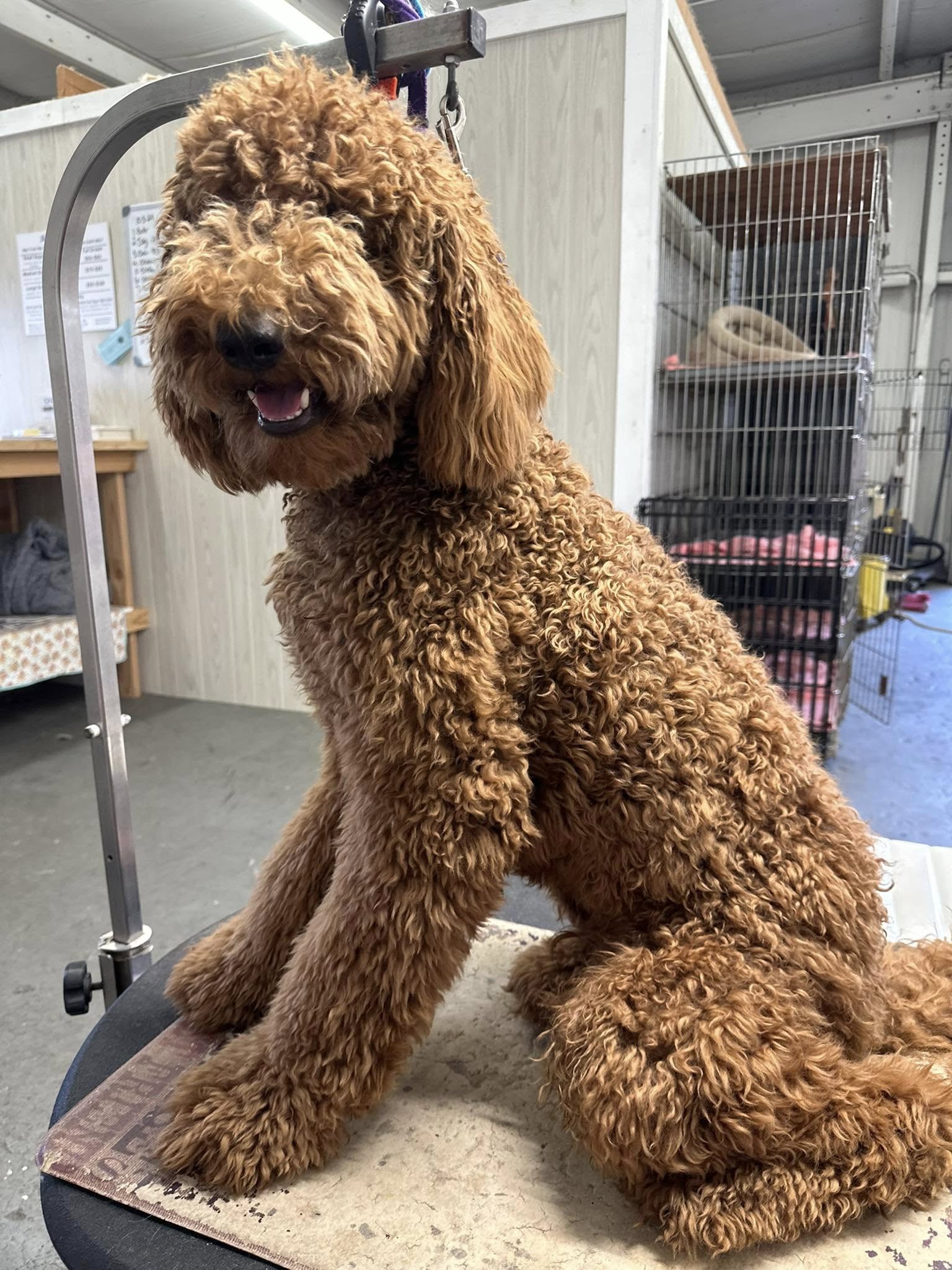 Dog Grooming by Racheal's Rascals Visalia