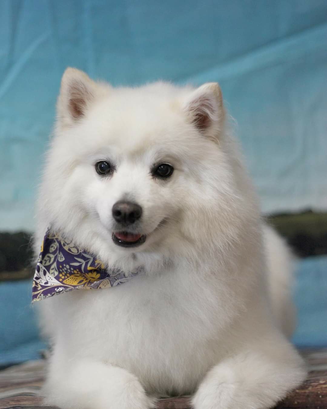 Pet Envy Visalia West Visalia