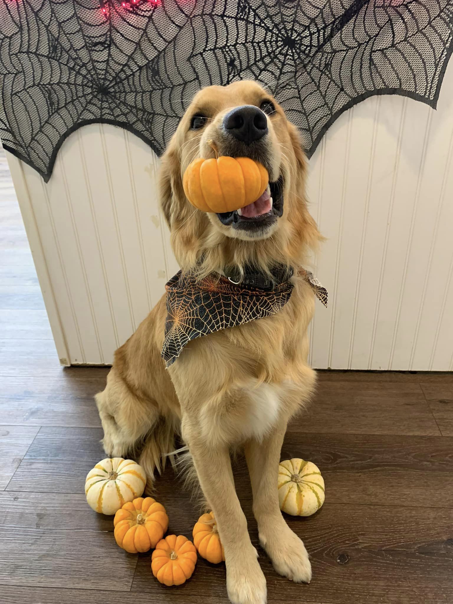 Nicole's Pup Parlor Visalia