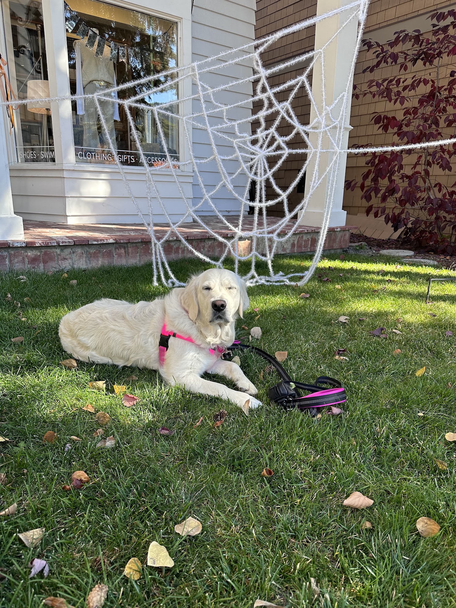 Your Pro Dog Trainer Visalia