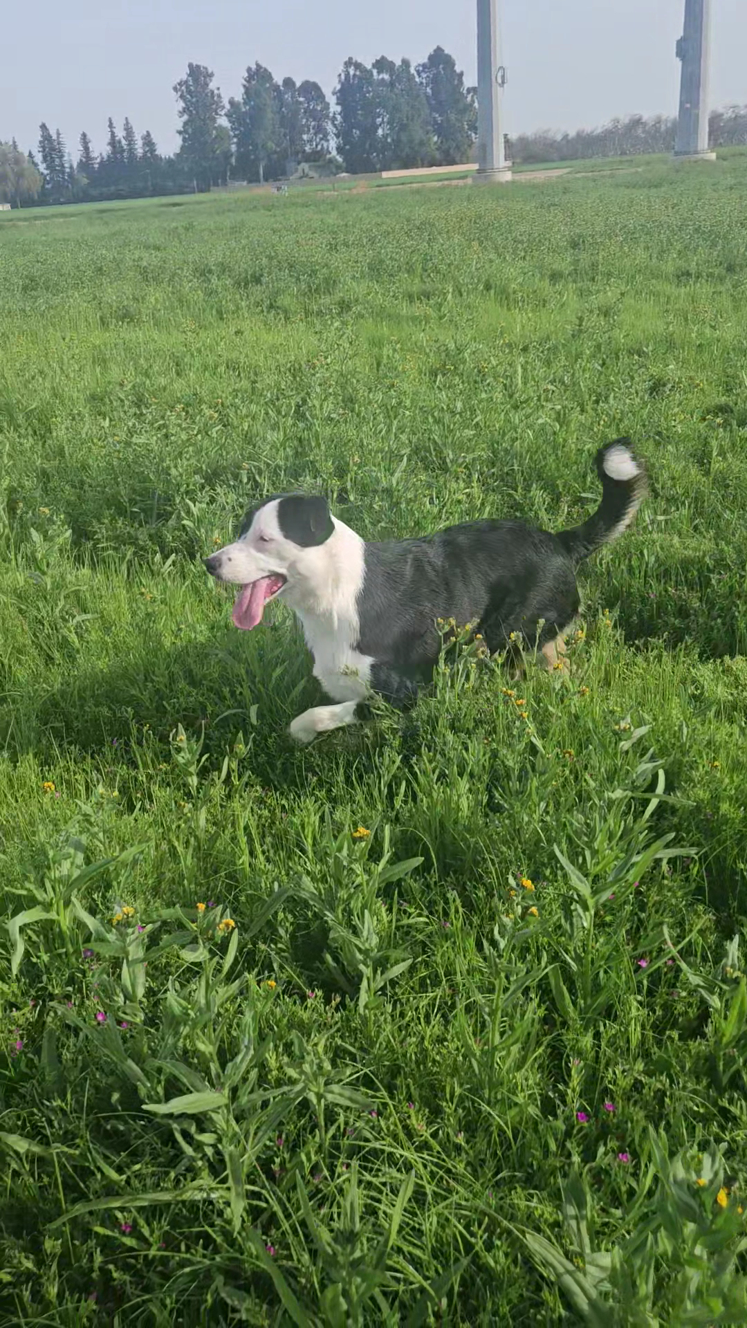 Your Pro Dog Trainer Visalia