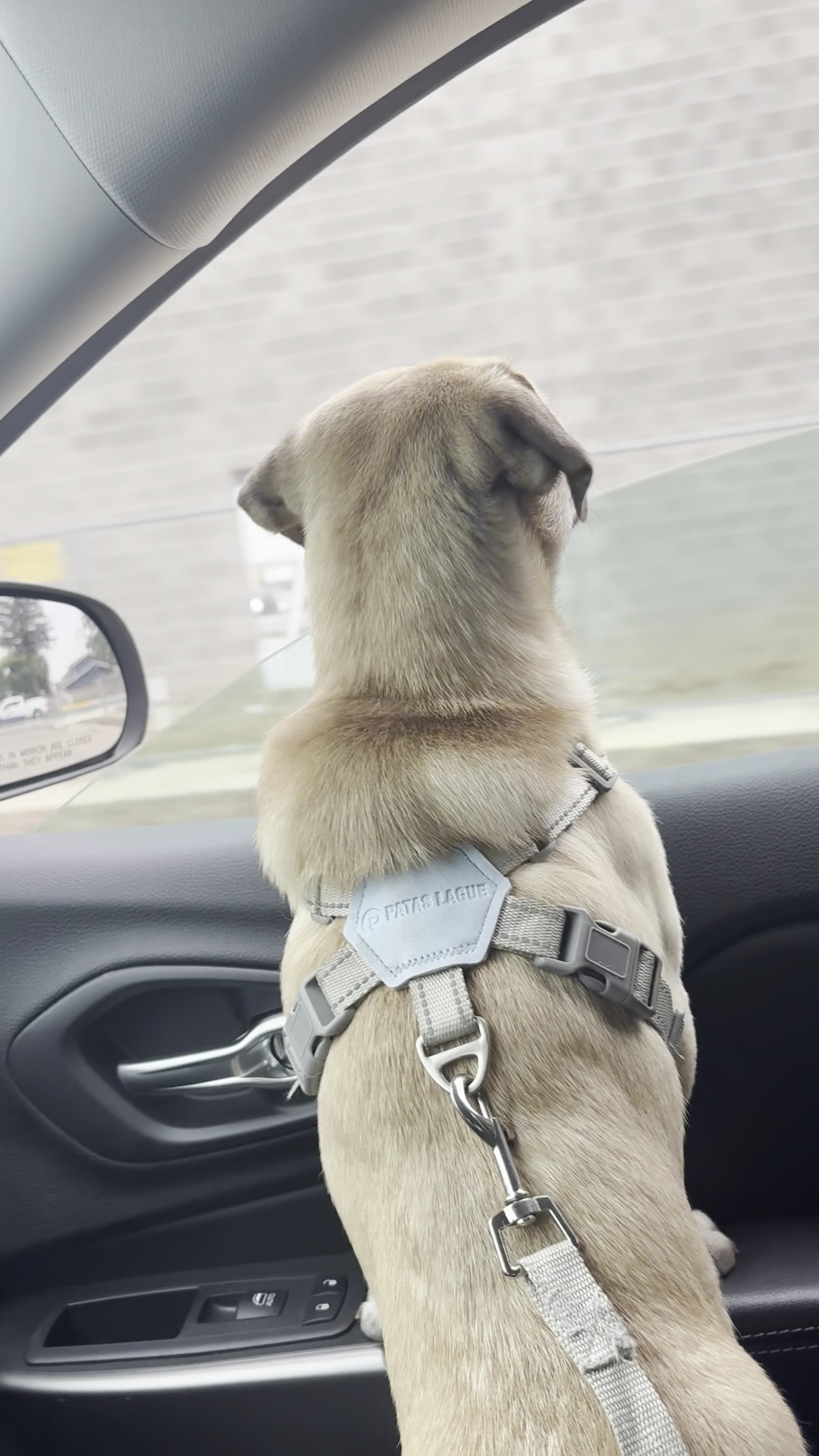 House of Paws Veterinary Clinic Visalia