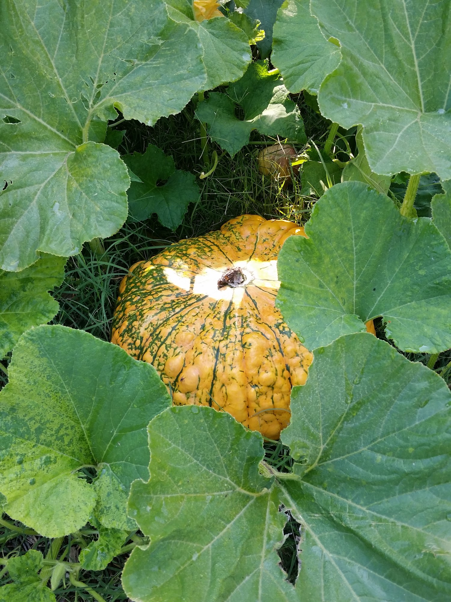 Blain Farming Co Visalia