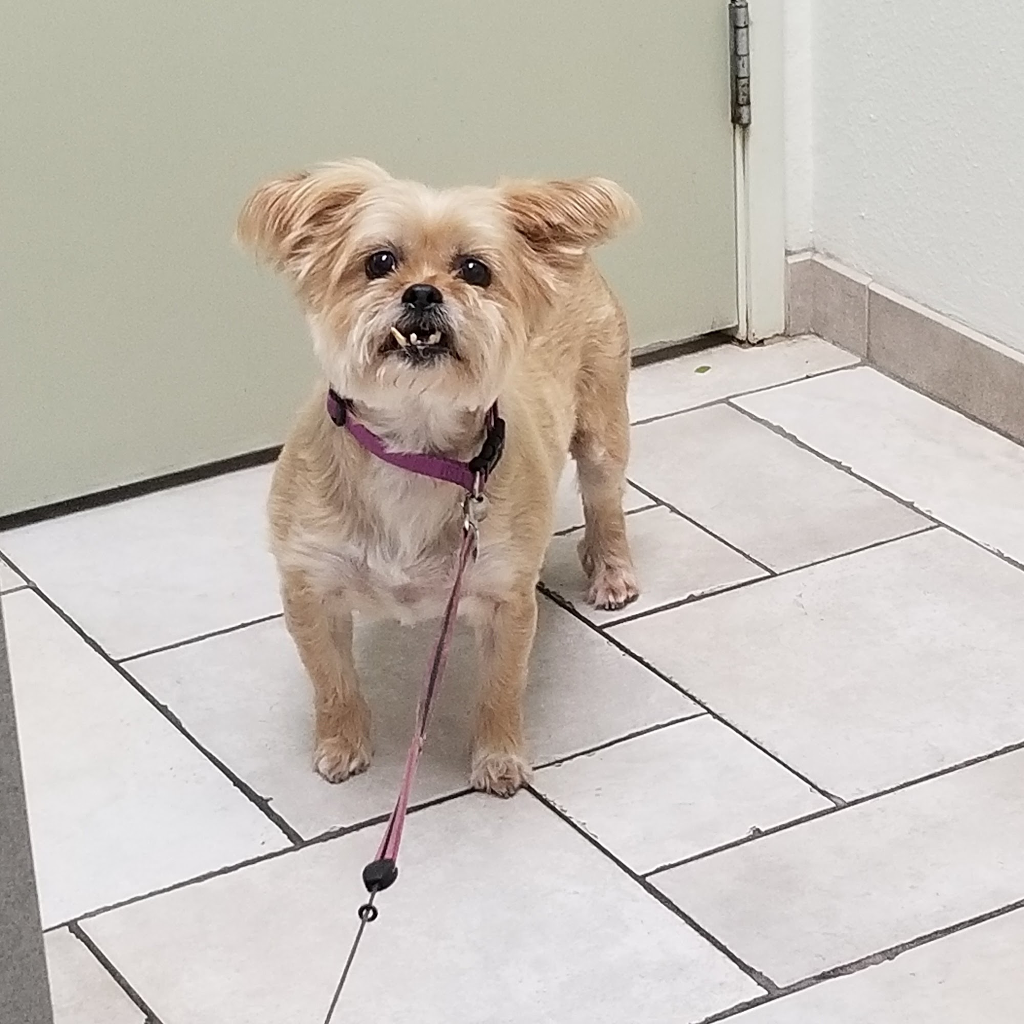 Melrose Veterinary Hospital Vista